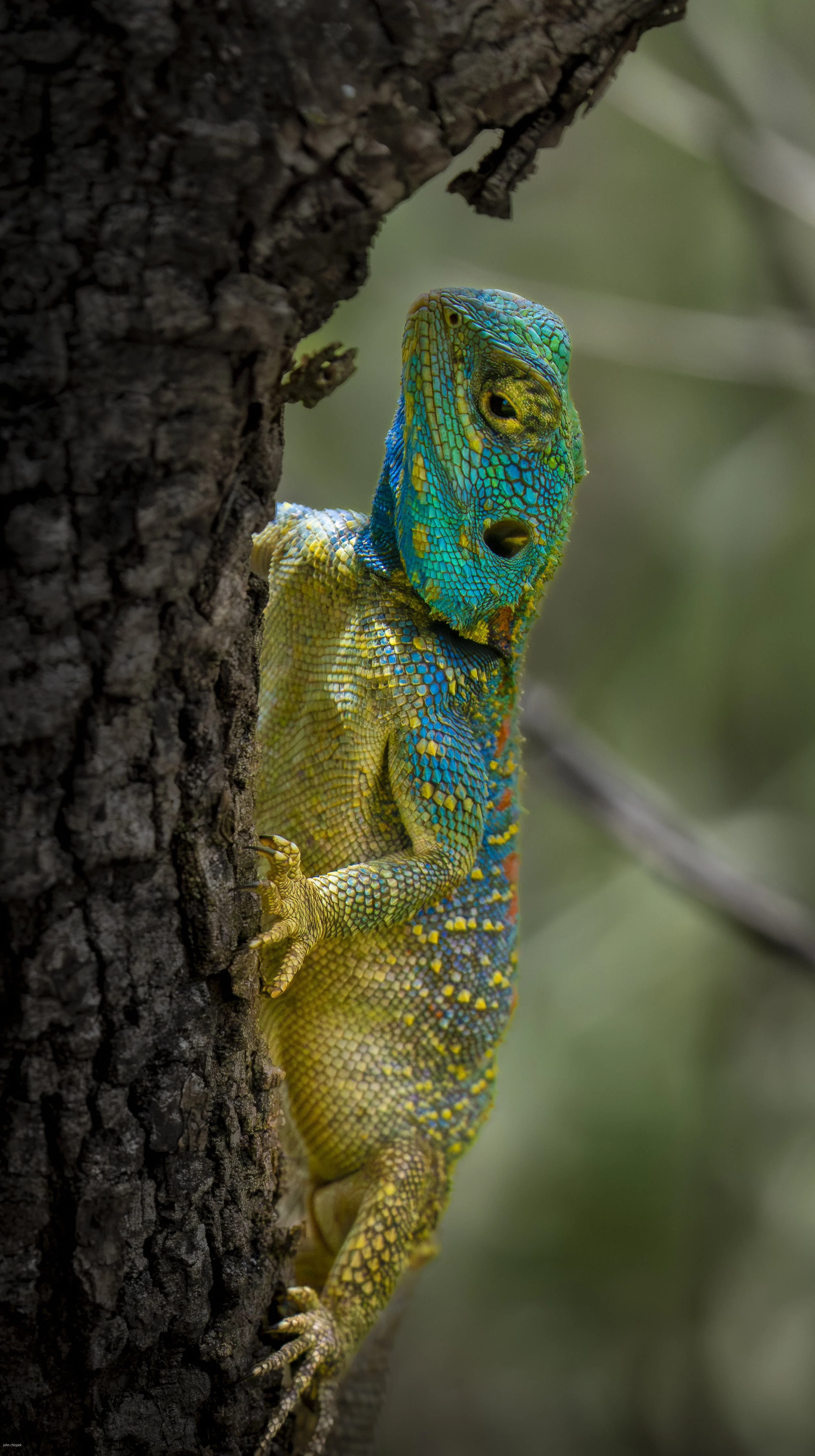 Blue-headed tree Agama, Serengeti