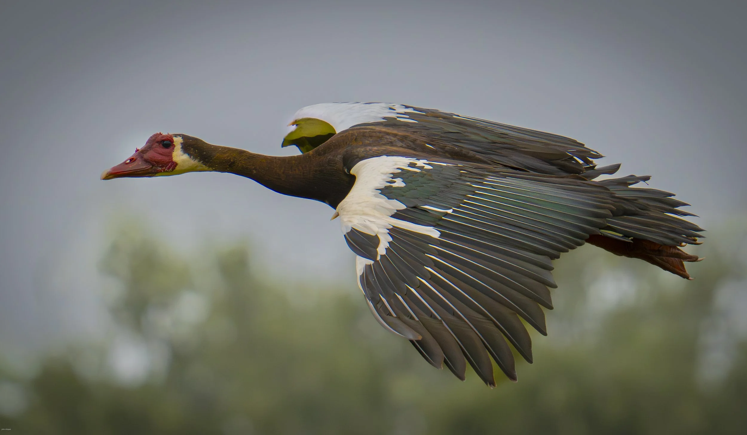 Spur-winged Goose (Plectropterus gambensis), Botswana
