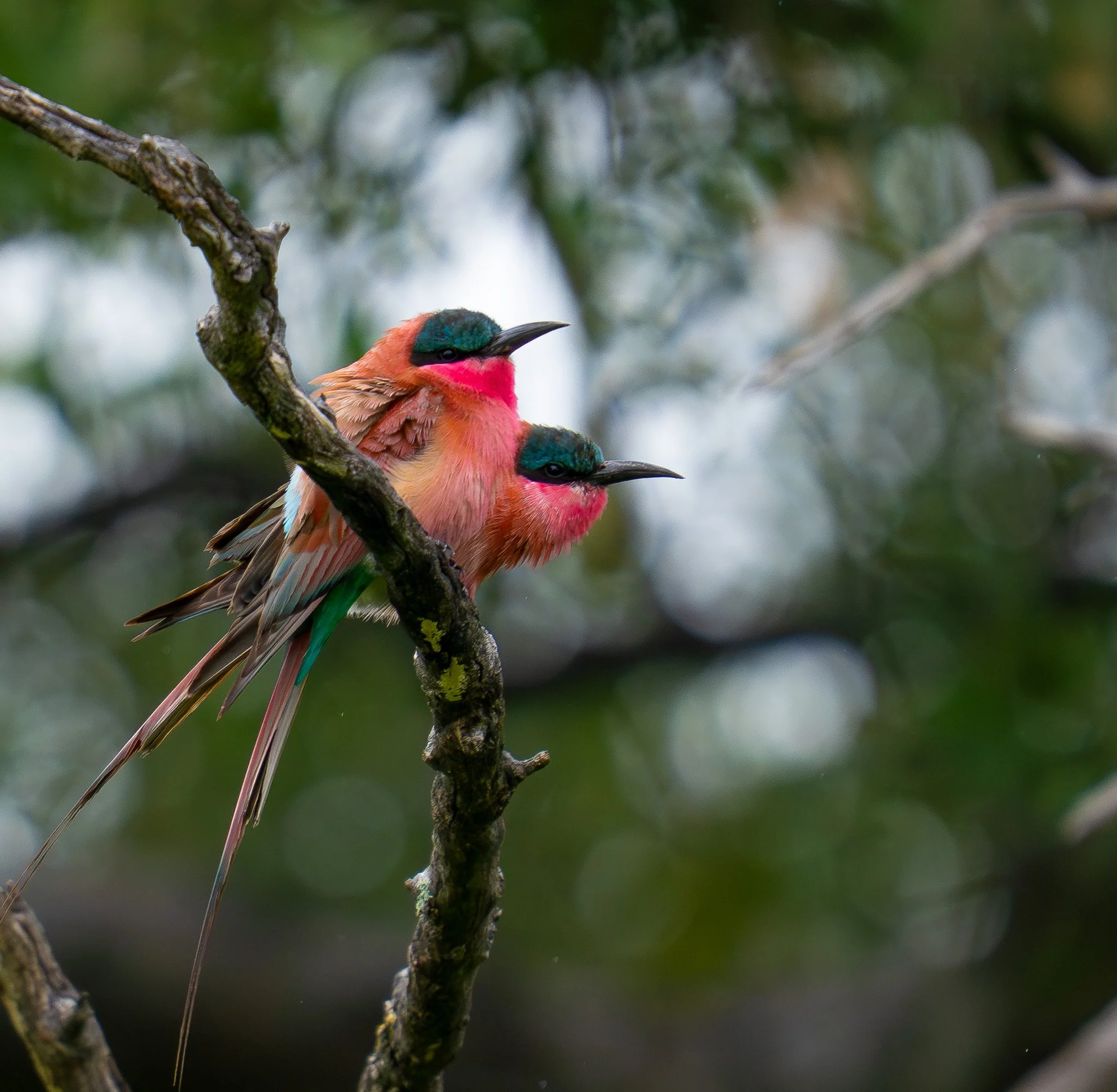  Carmine Bee-eaters  (Merops nubicoides) in the Okavango Delta.
