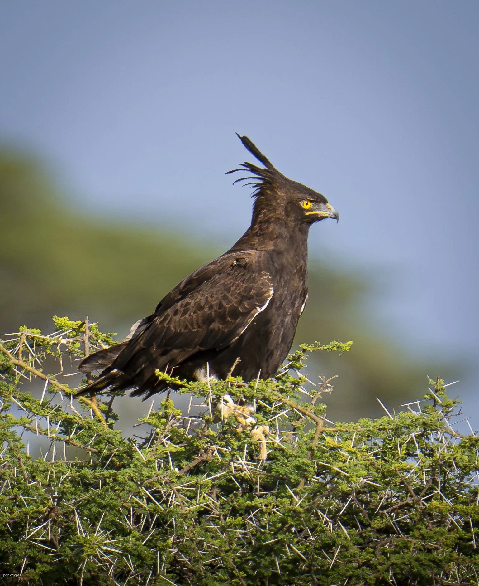 Long-Crested Eagle (Lophaetus occipitals) Serengeti