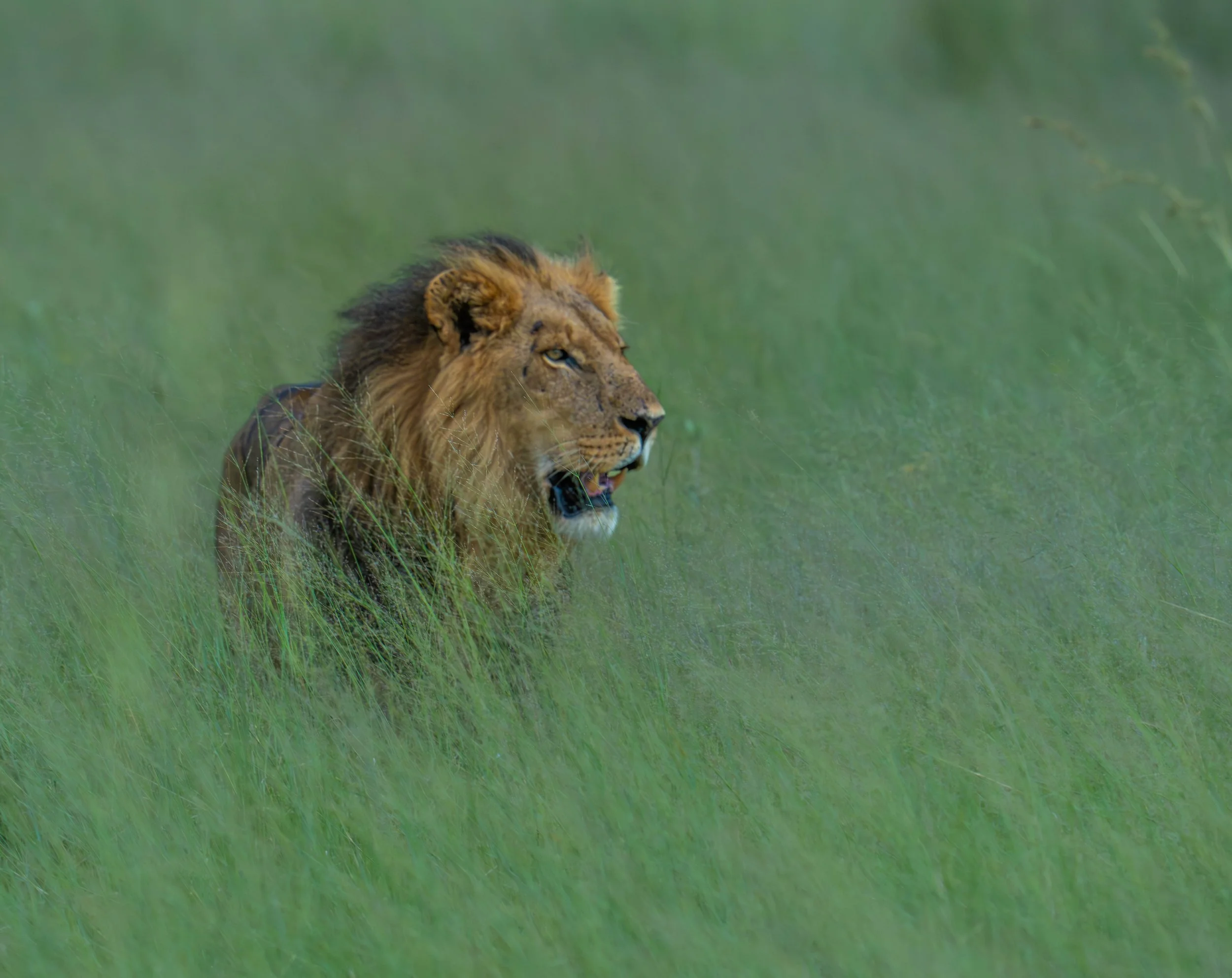 Male lion hunting, Botswana