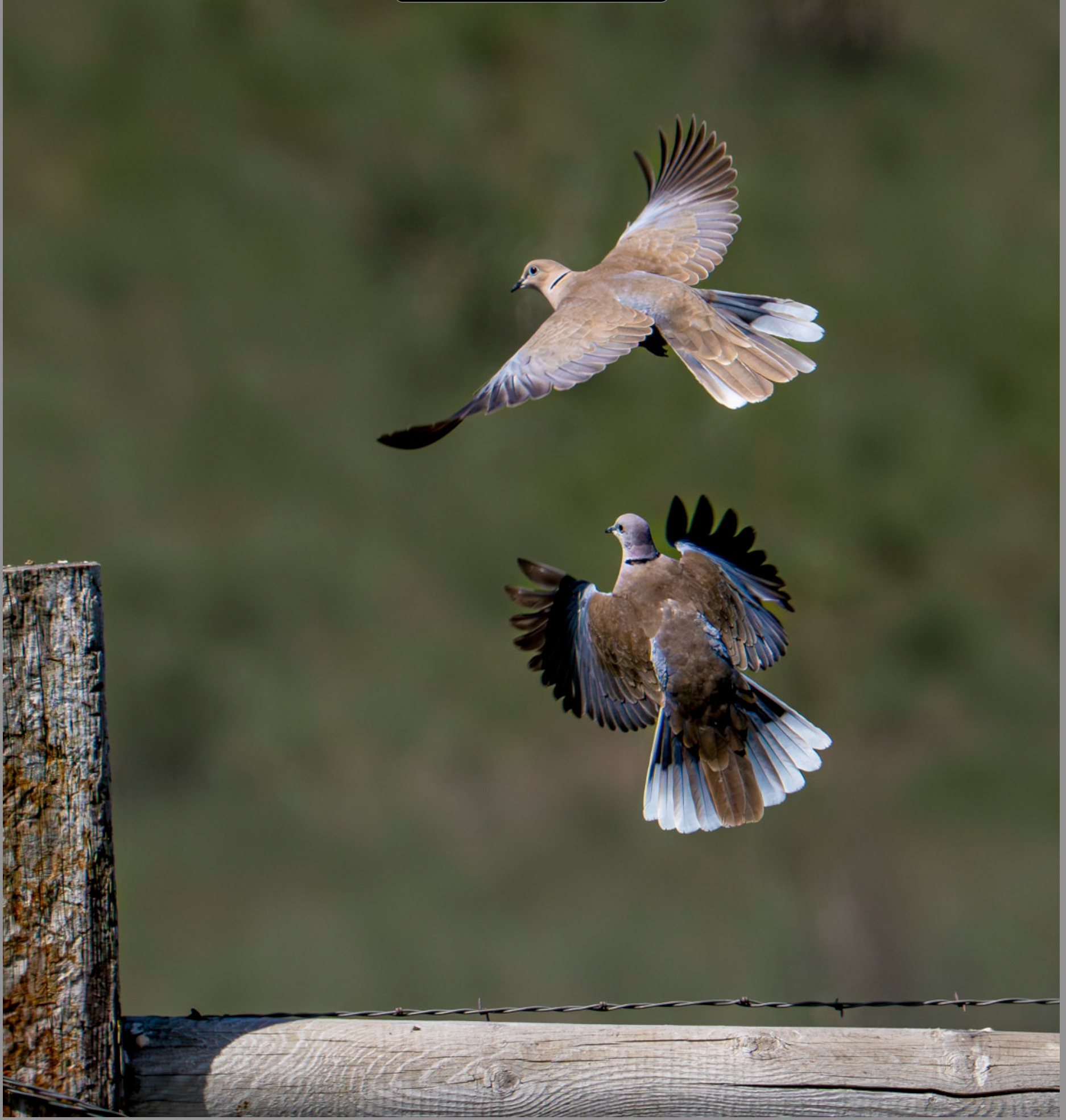 Eurasian Collared Doves (Streptopelia decaocto) Wallowa County OR