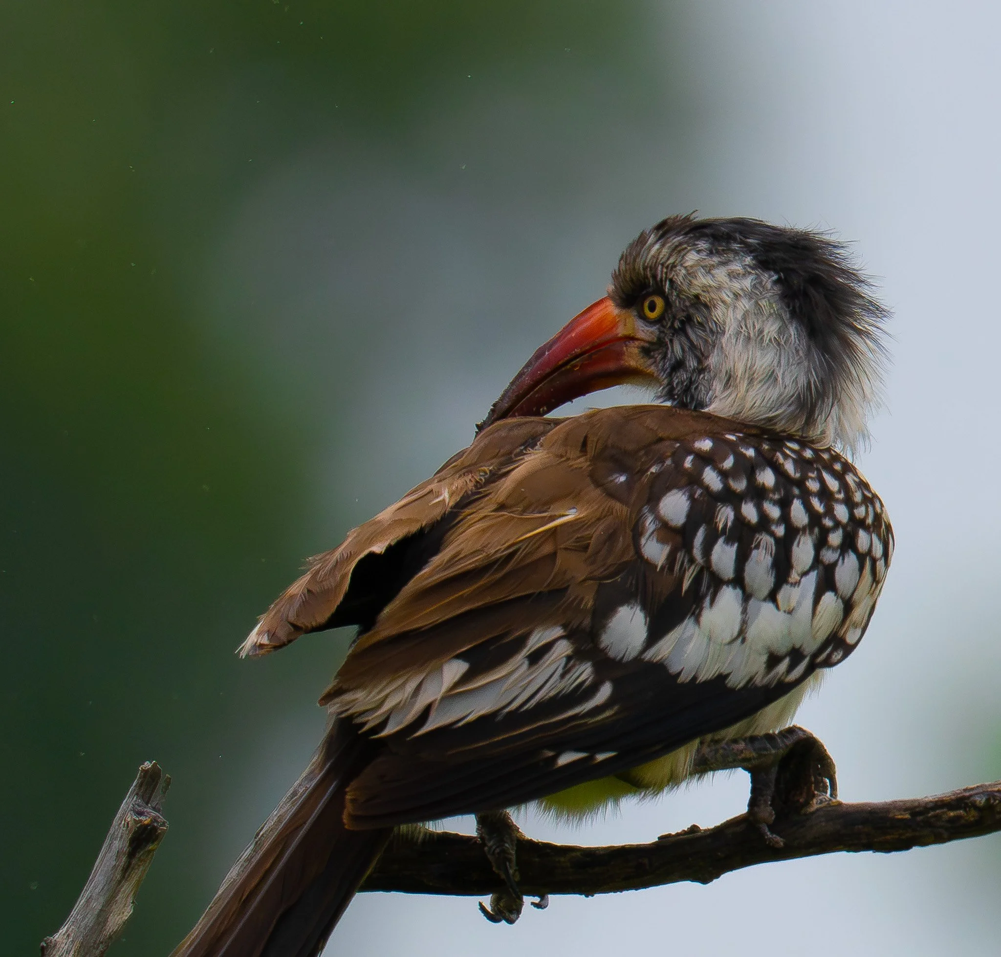 Red billed Hornbill, Botswana
