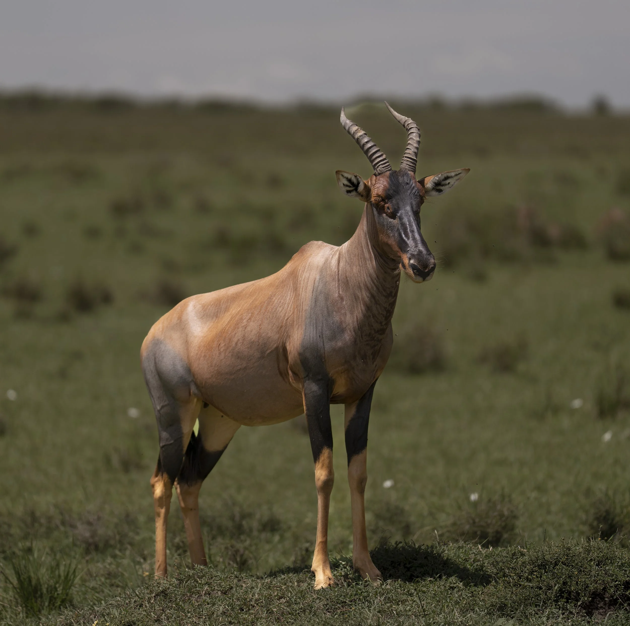 Topi (Damaliscus lunatus jimela )  Masai Mara