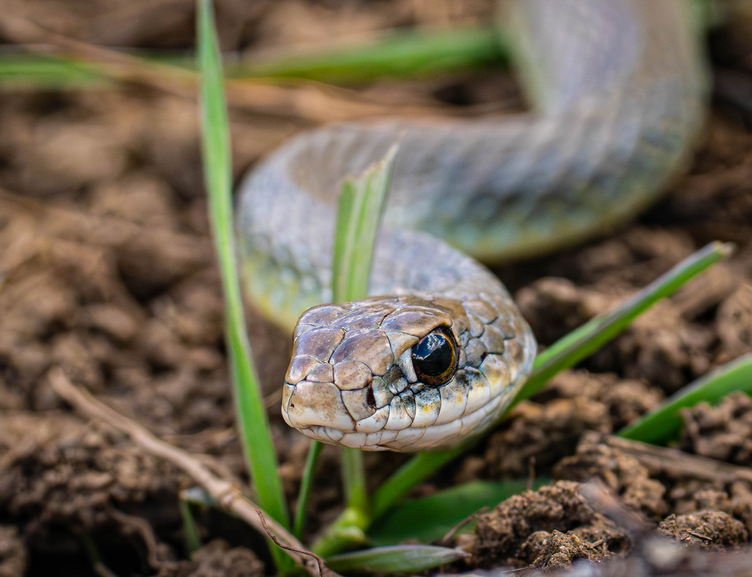Western Racer(Coluber constrictor mormon)