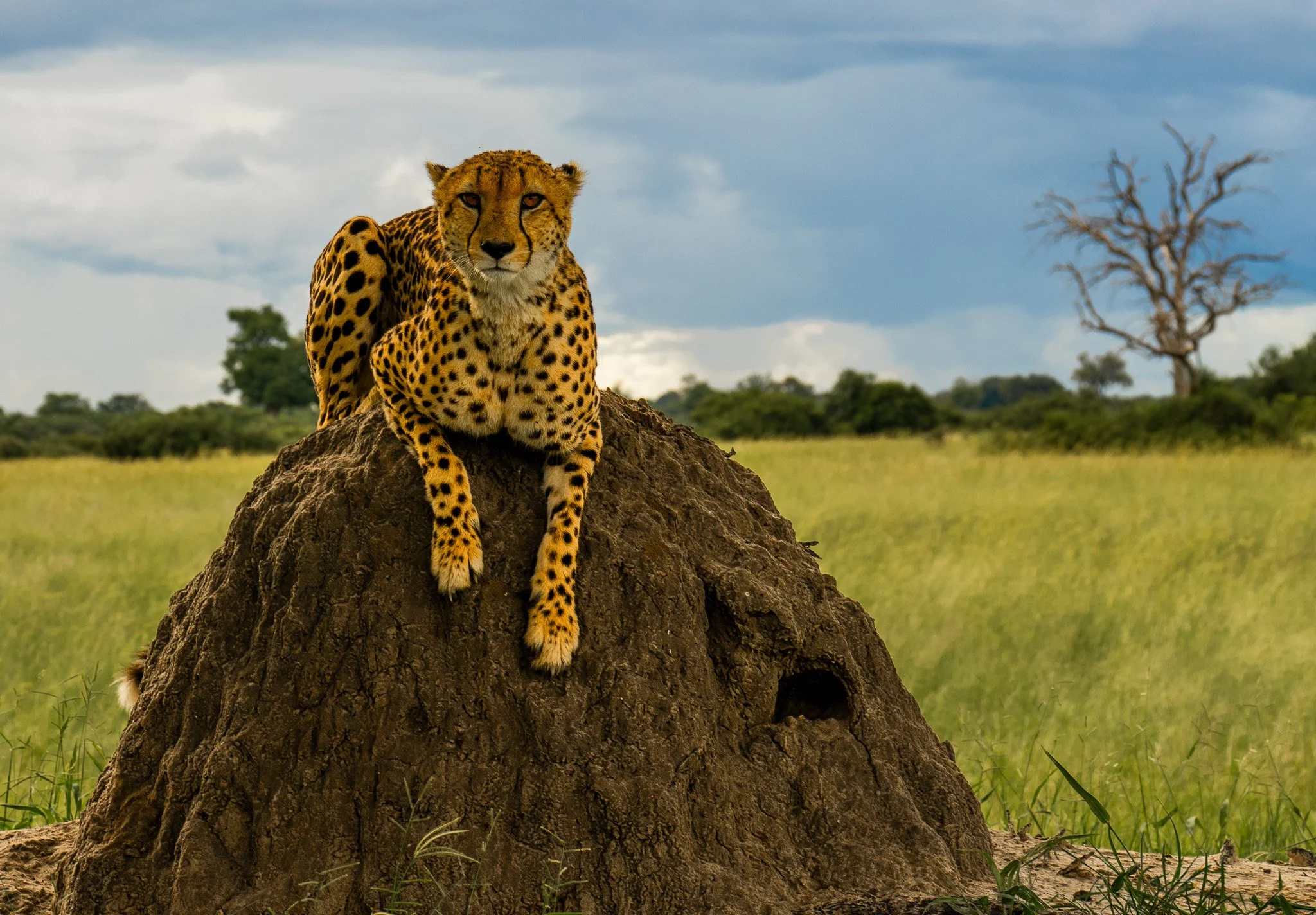 Cheetah on Termite mound, Botswana
