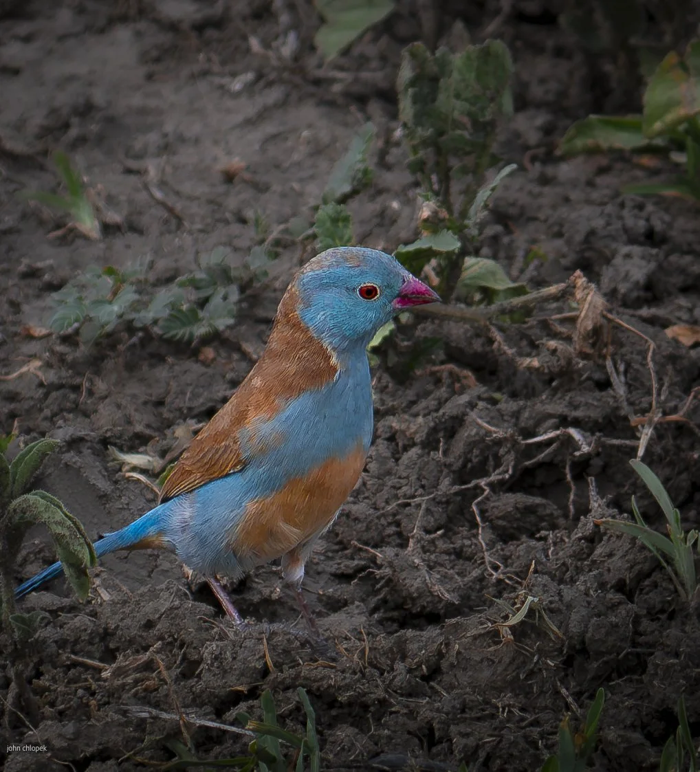Blue-capped Cordon-Bleu (Uraeginthus cyanocephalus) Serengeti