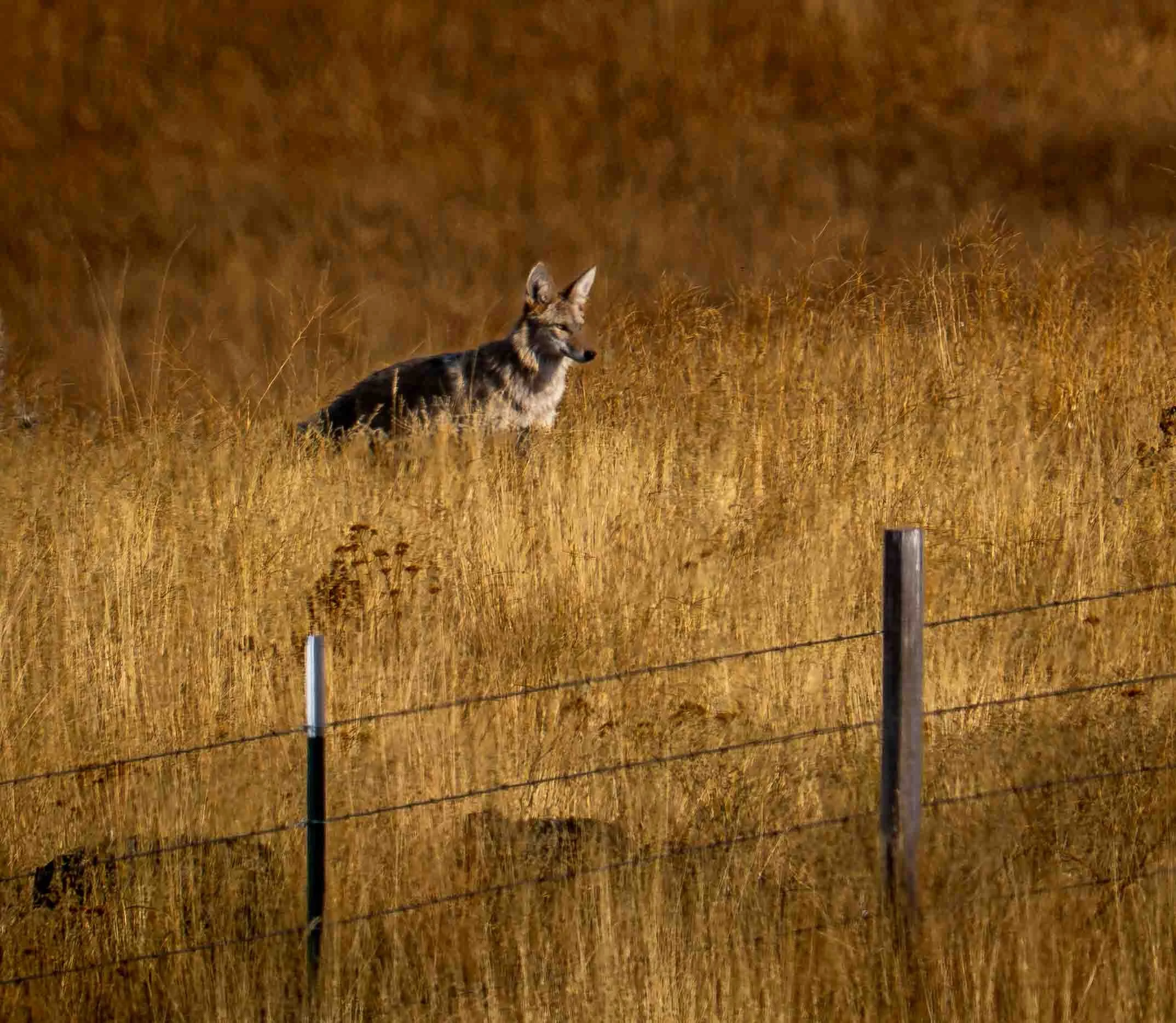 Coyote (Canis latrans) or (Carnivorous Vulgaris" in Looney Toones) Wallowa county Oregon