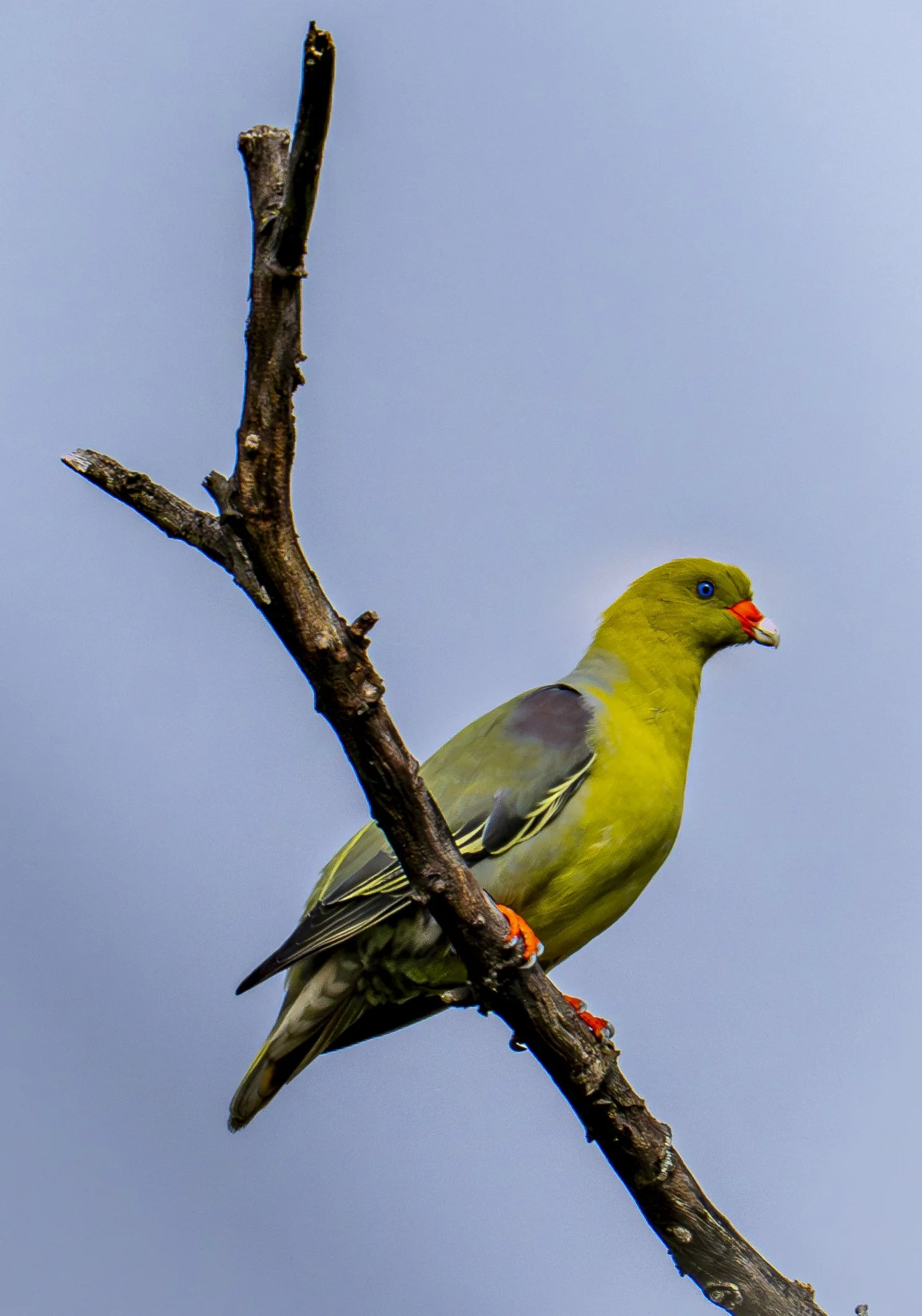 African Green Pigeon, Botswana