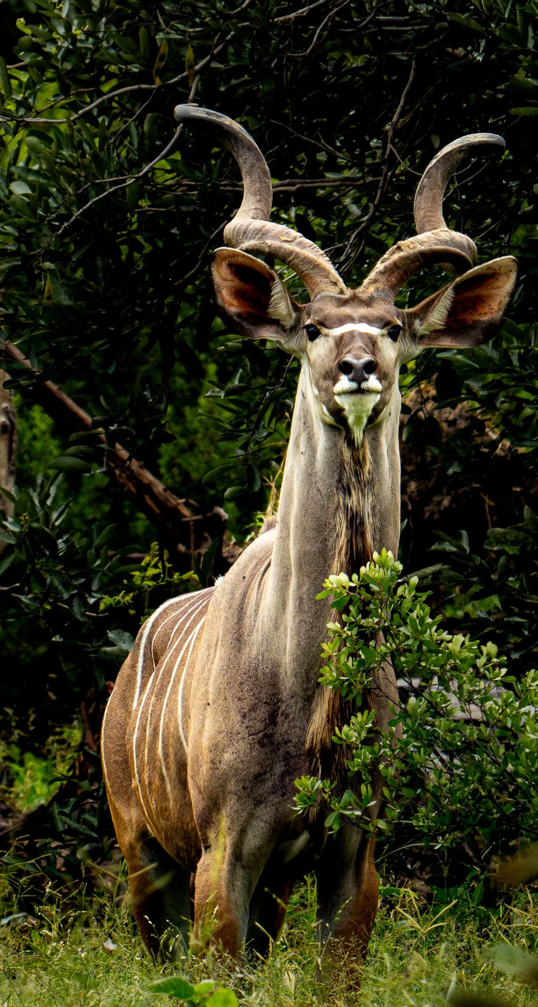 Male Kudu, (Tragelaphus strepsiceros) Okavango Delta