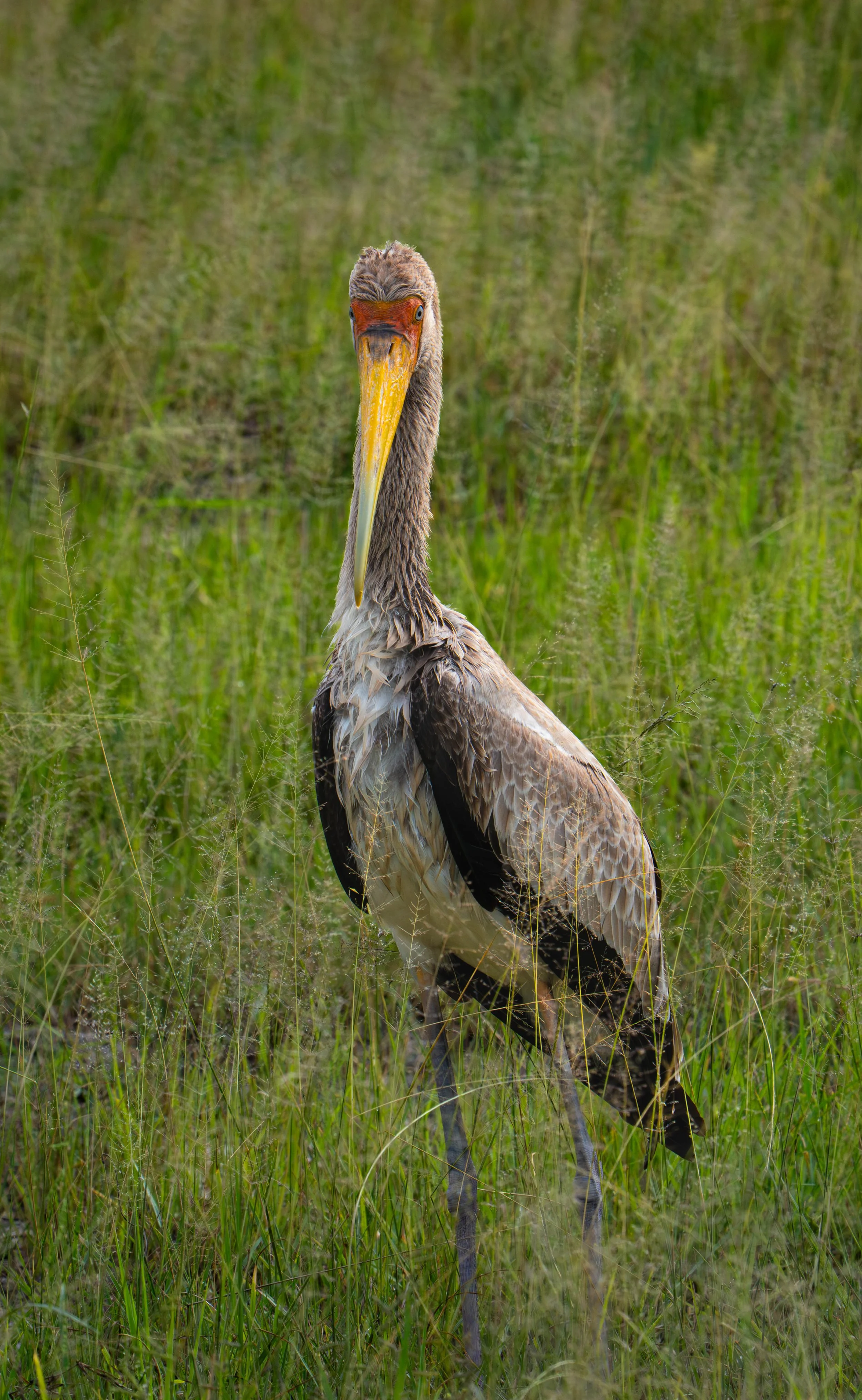 Yellow-billed Stork  (Mycteria ibis), Okavango Delta