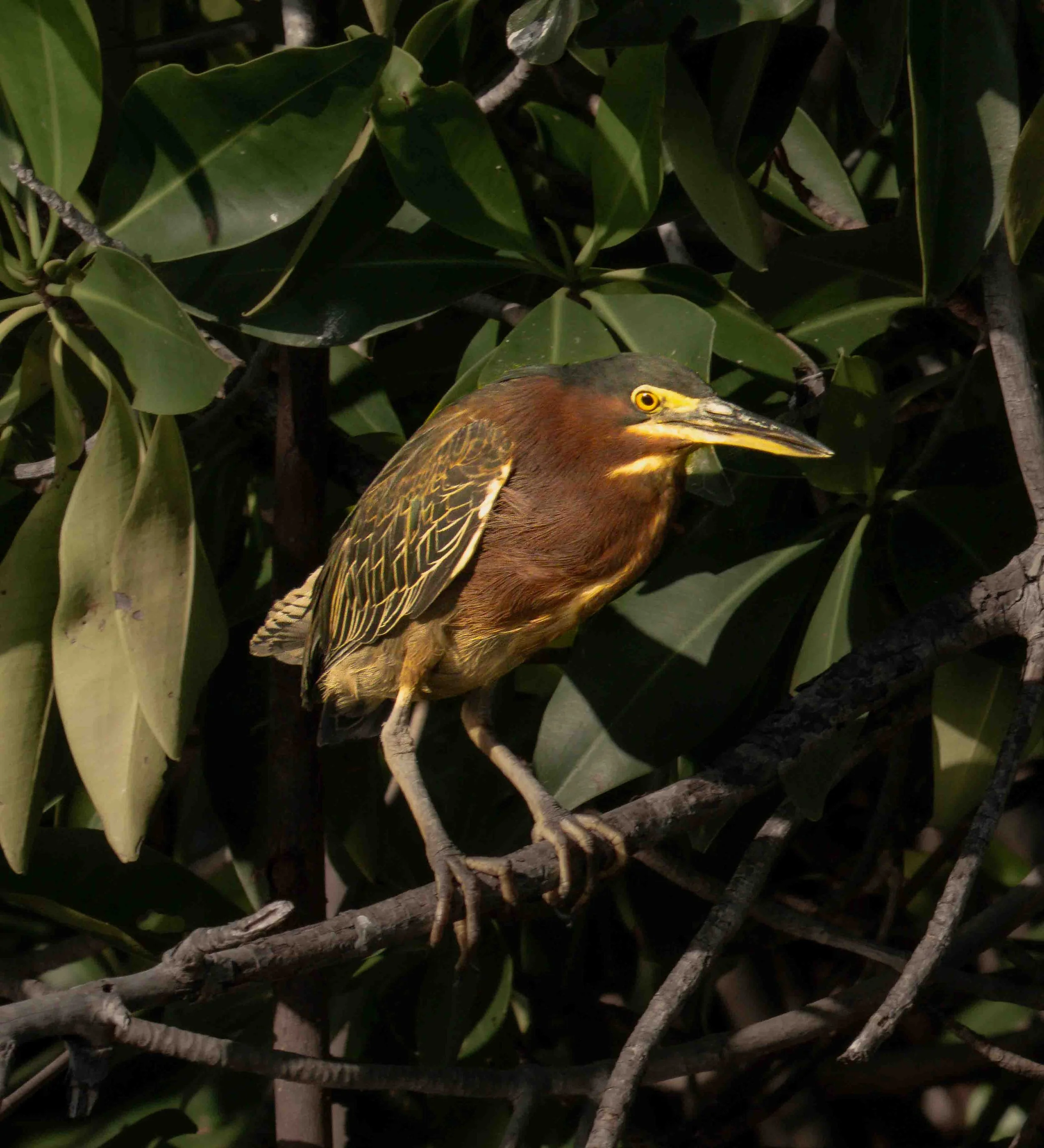 Green Heron (Butorides virescens) Mexico
