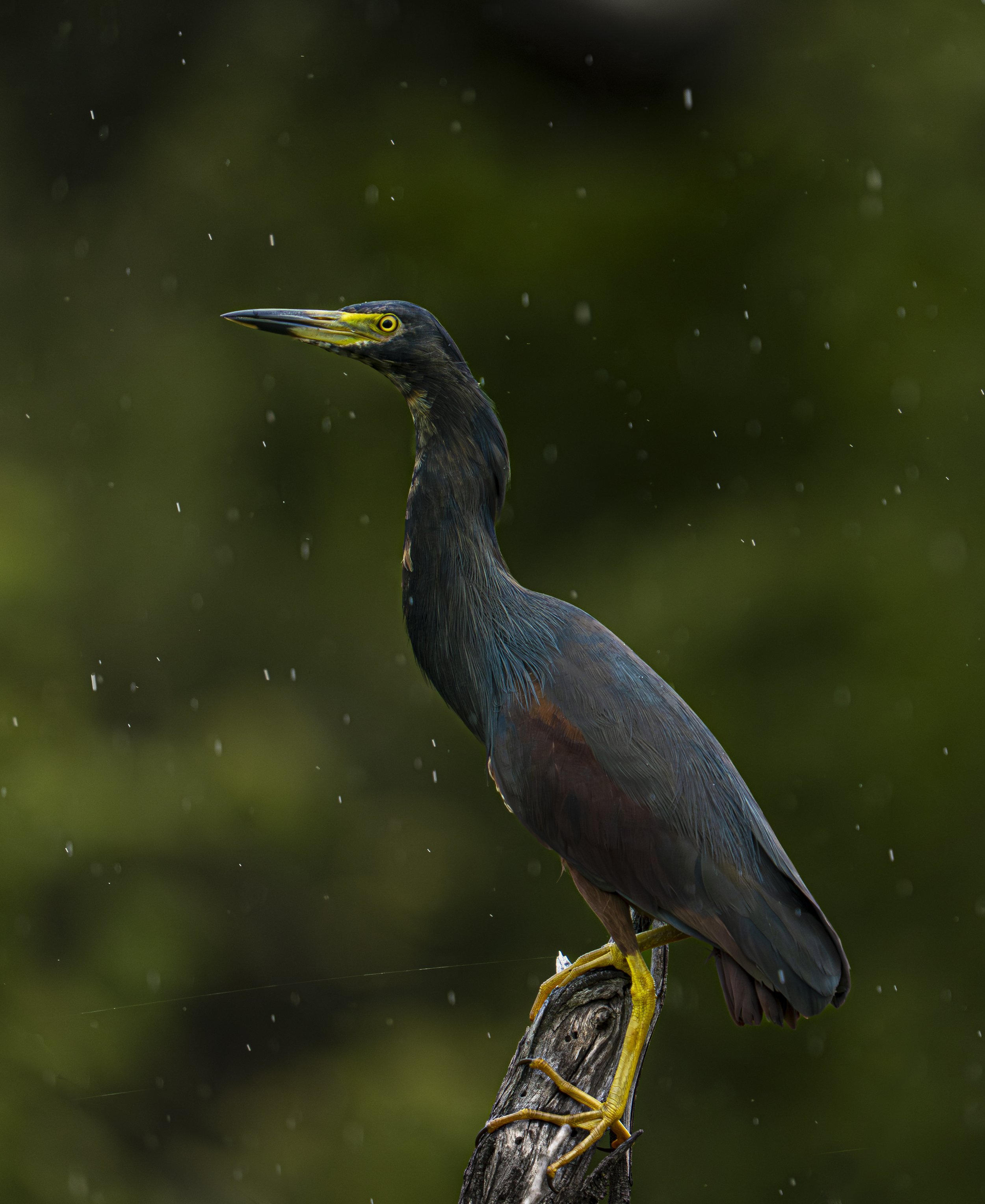 Rufus-Bellied Heron, Botswana