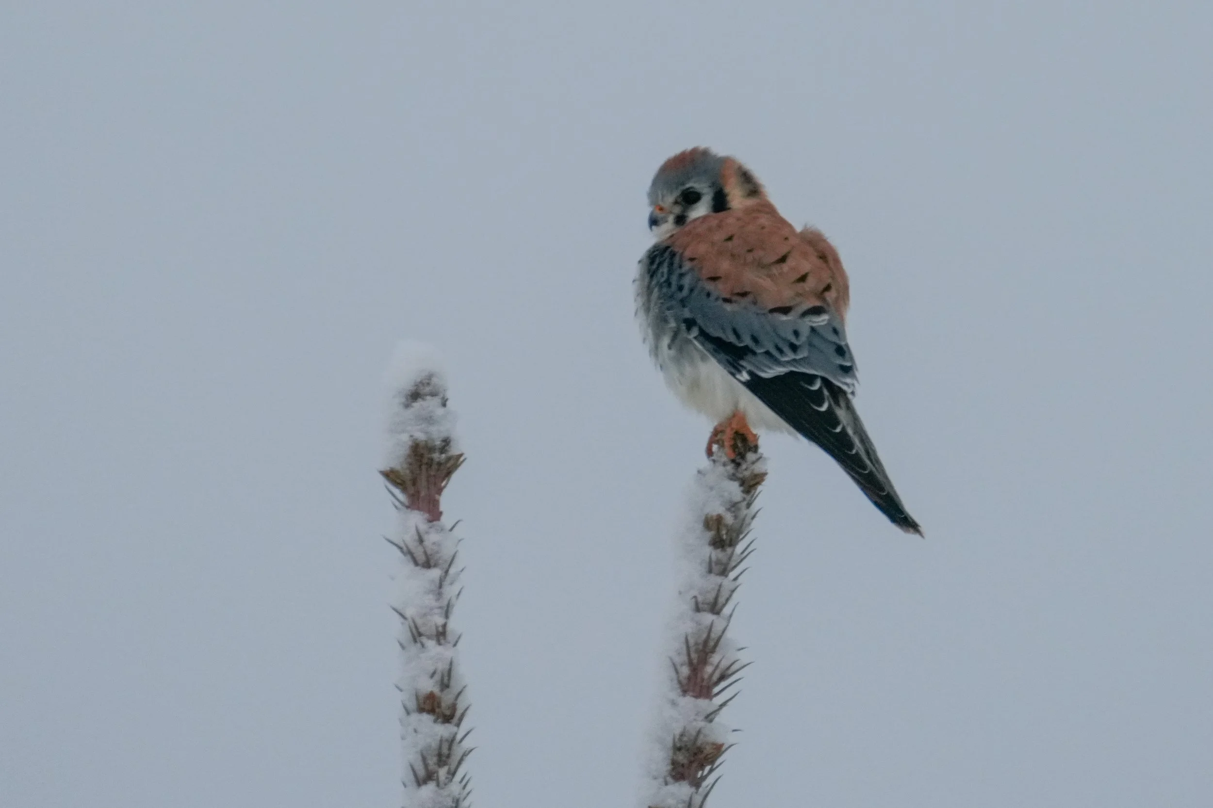 Winter Kestrel.