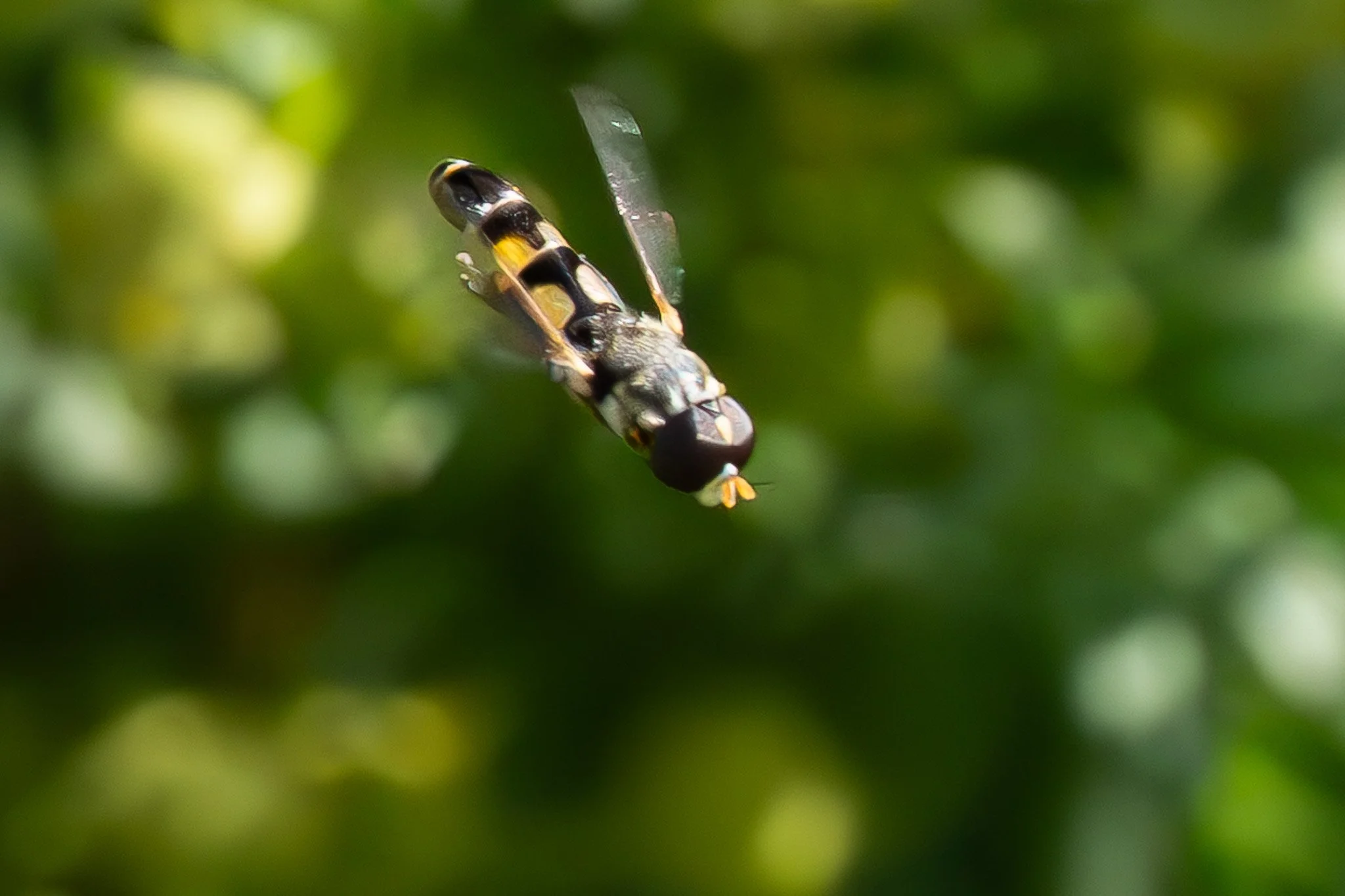 A close-up of a small insect with black and yellow markings on its body, hanging upside down against a blurred green background.