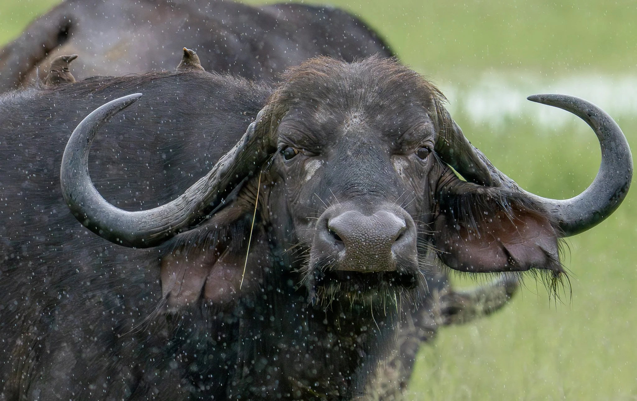Cape buffalo in the rain, Okovango Delta