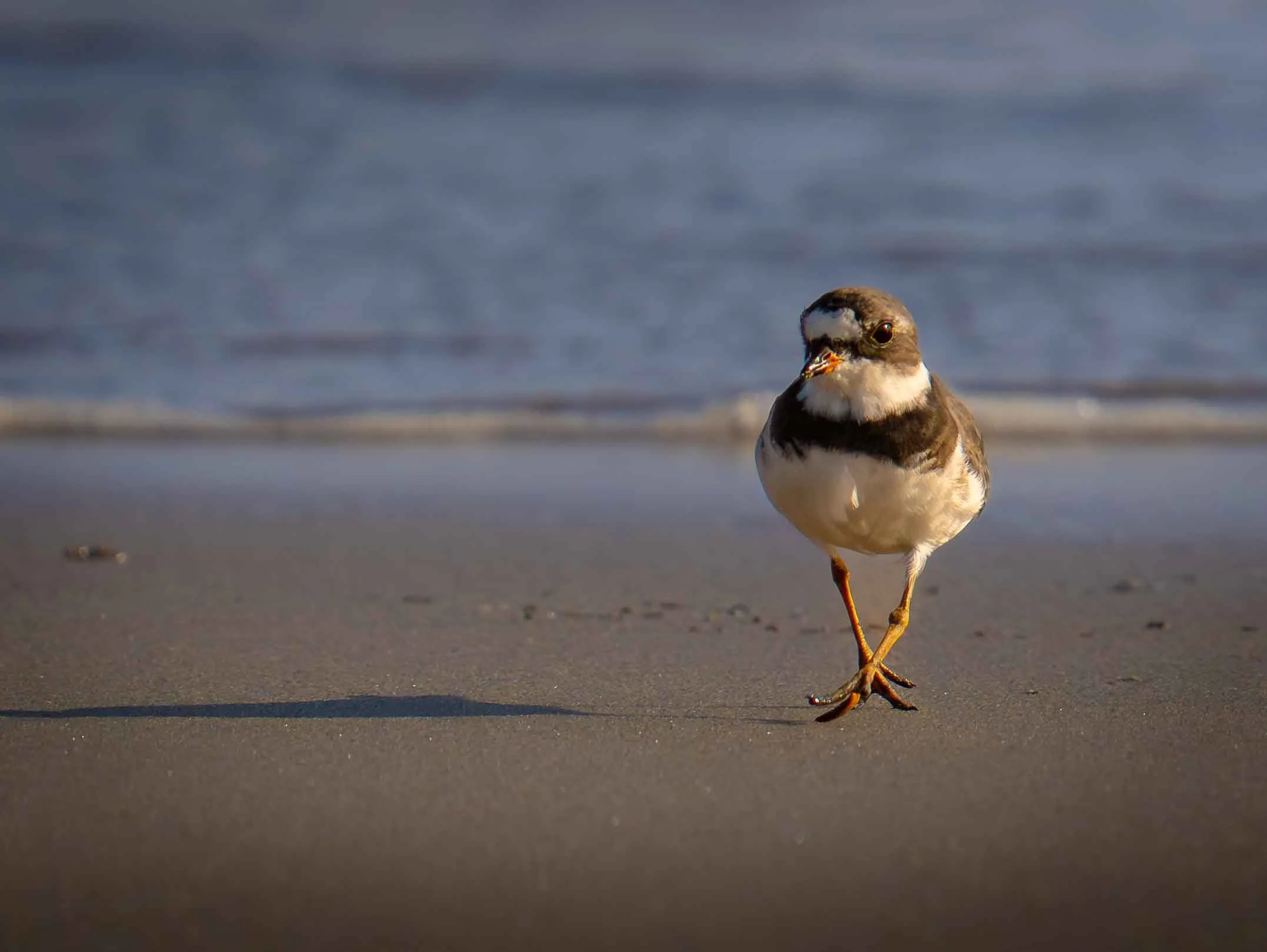 Ringed Plover (Charadrius hiaticula) Mexico
