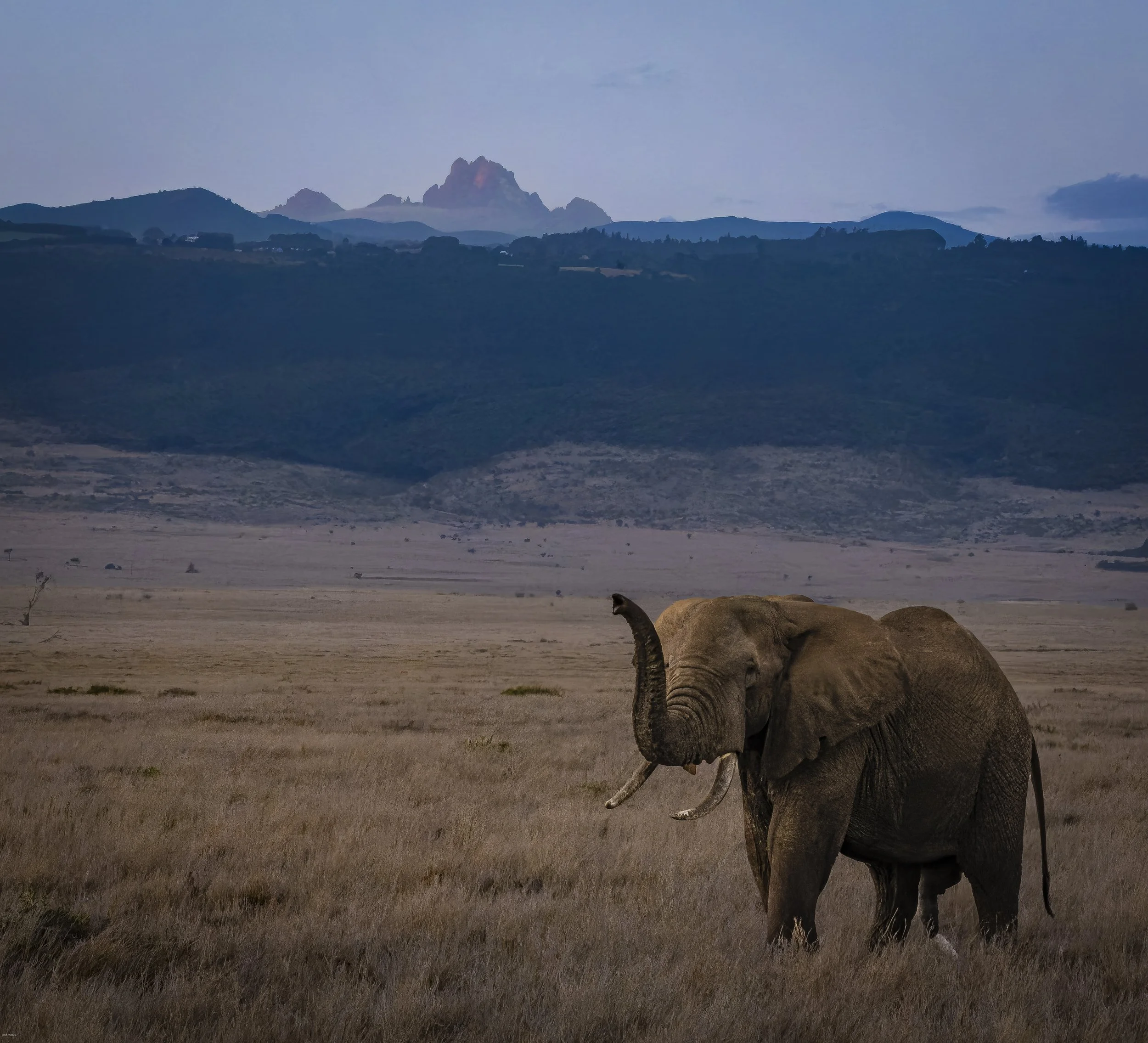 Elephant and Mt Kenya