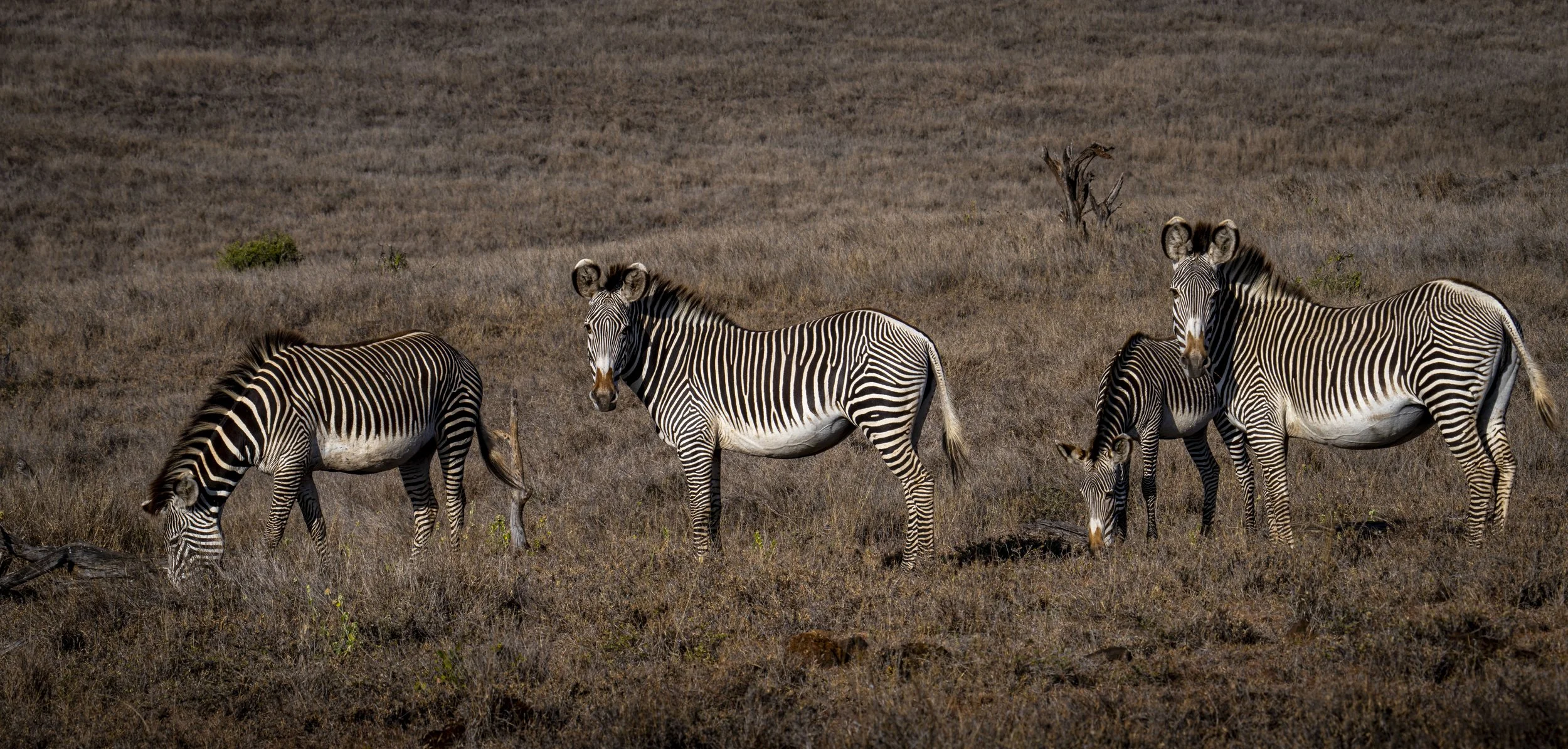 Grévy's  or Imperial zebra (Equus grevyi), Kenya
