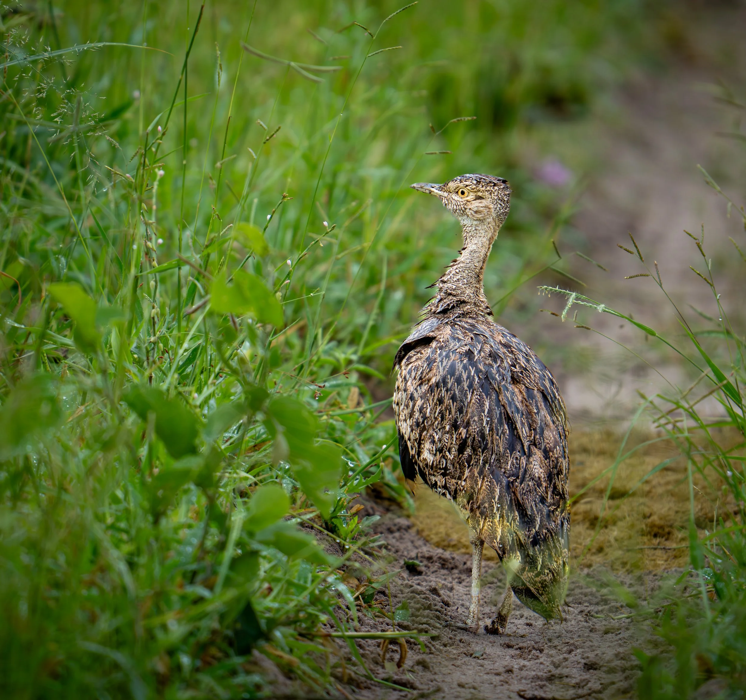 Red-Crested Korhaan (Lophotis ruficrista) Botswana