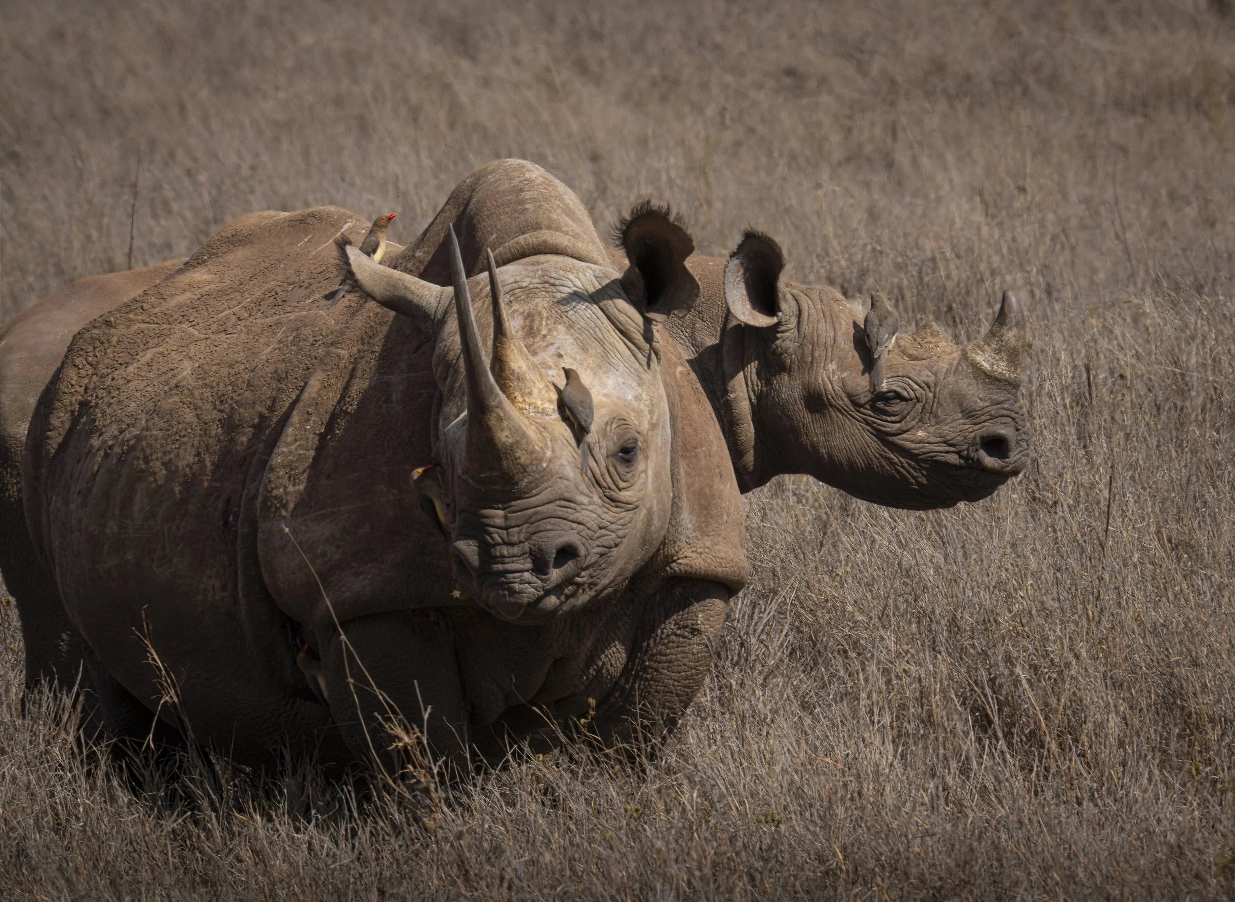 Black rhinoceros  or hook-lipped Rhino(Diceros bicornis), Kenya
