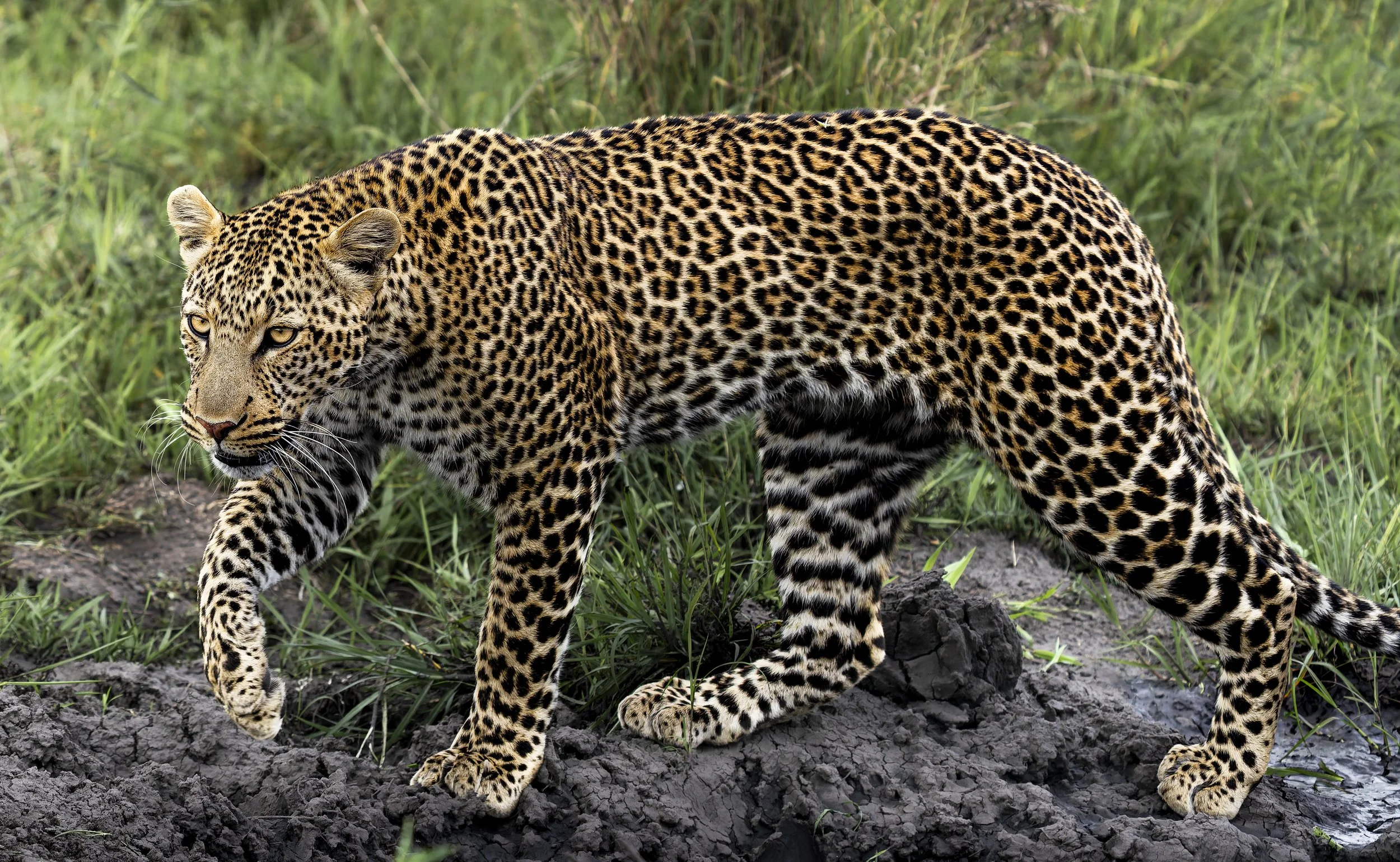 Mara leopard