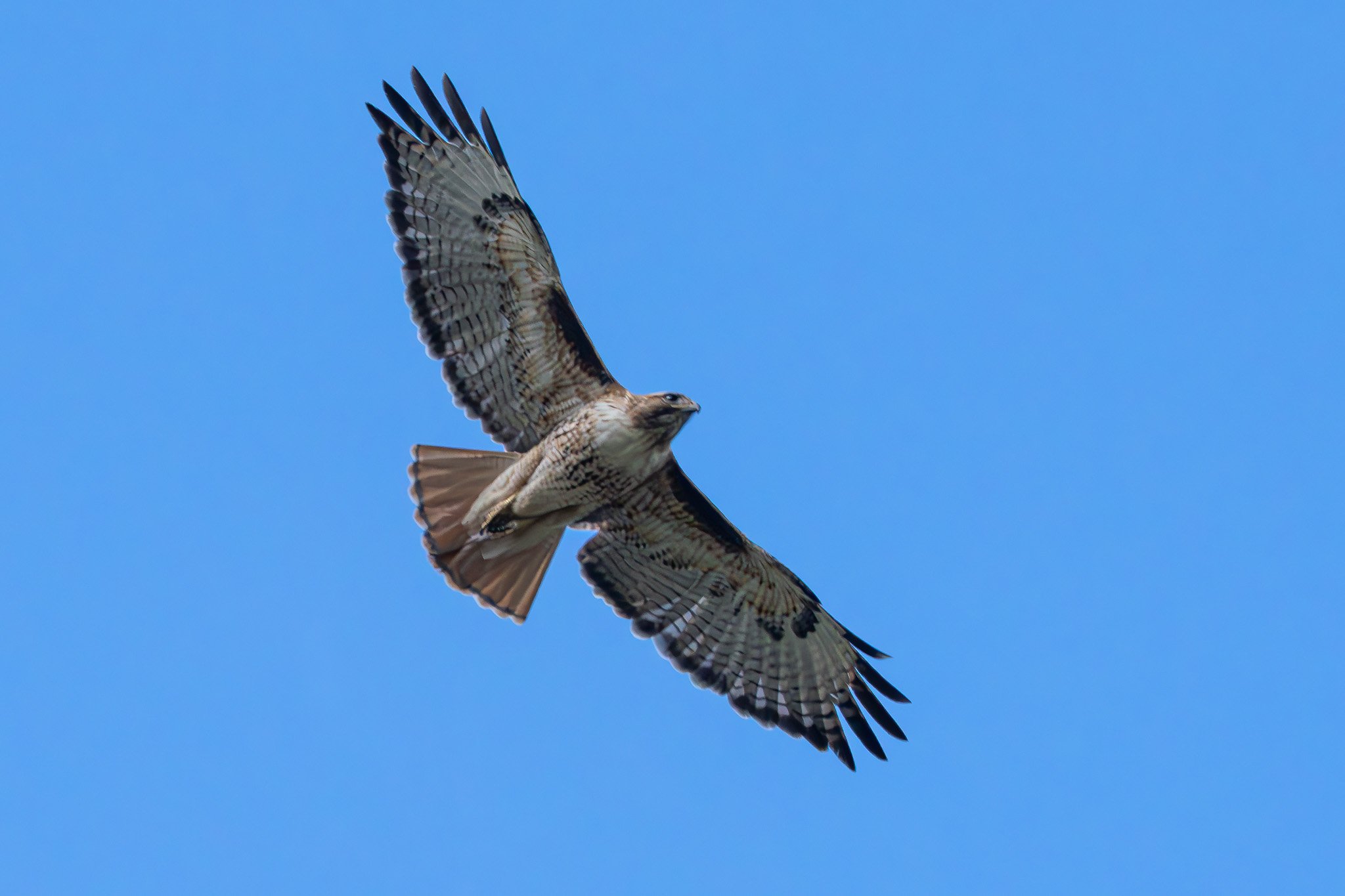 Red-tail soaring 
