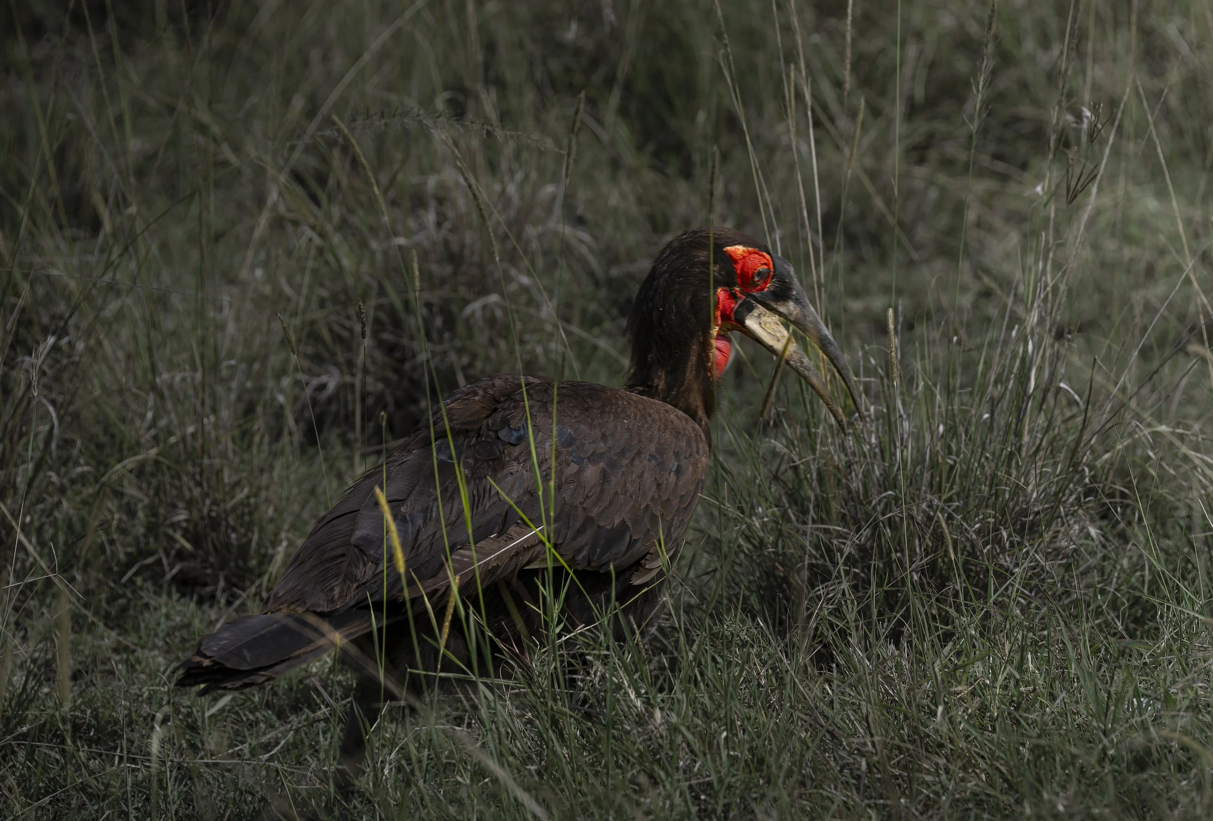 Southern Ground-Hornbill
(Bucorvus leadbeateri), Masai Mara