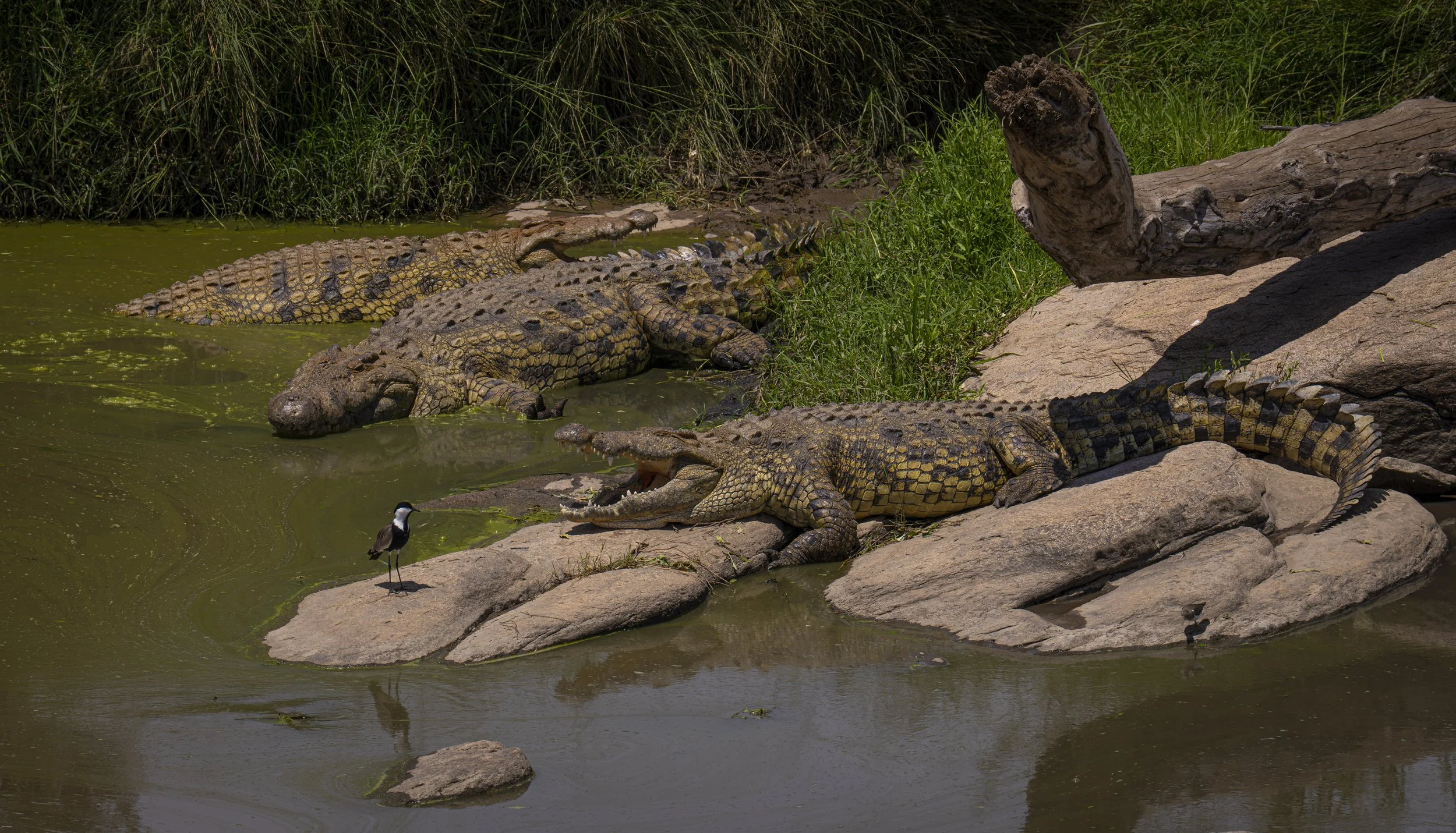 Crocs and friend, Mara river
