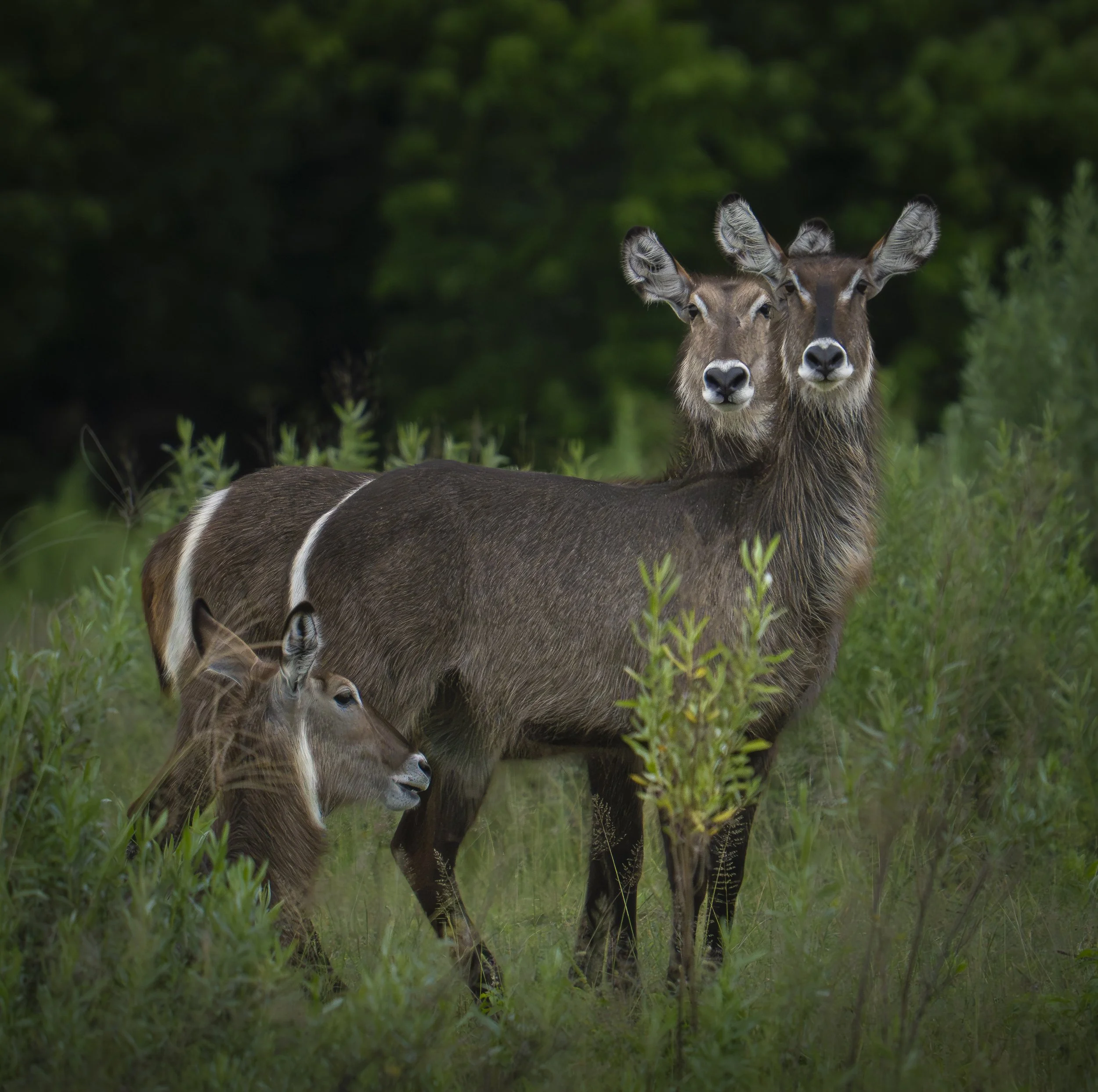 Female waterbuck  (Kobus ellipsiprymnus) Okavango Delta 