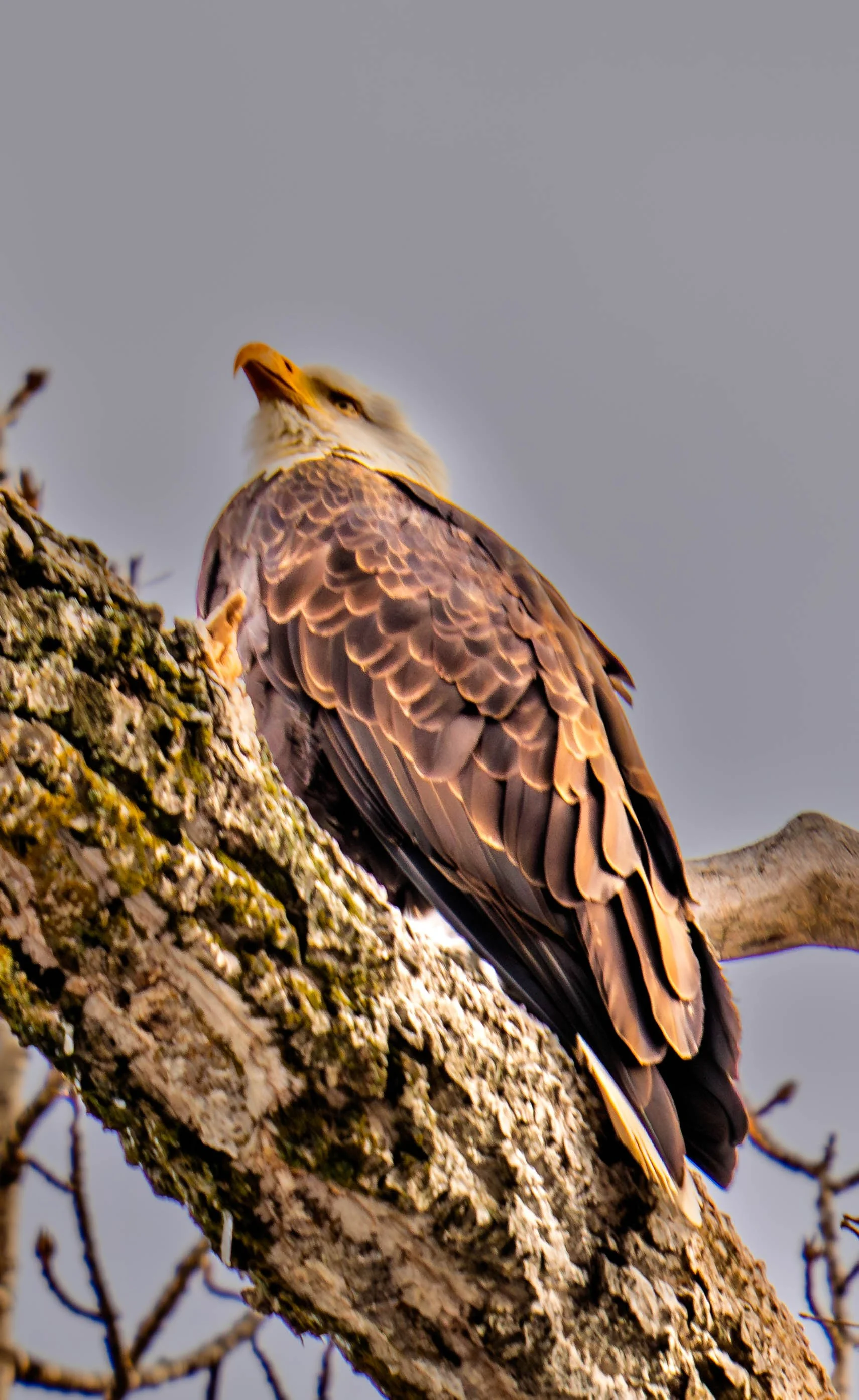 Wallowa lake Eagle