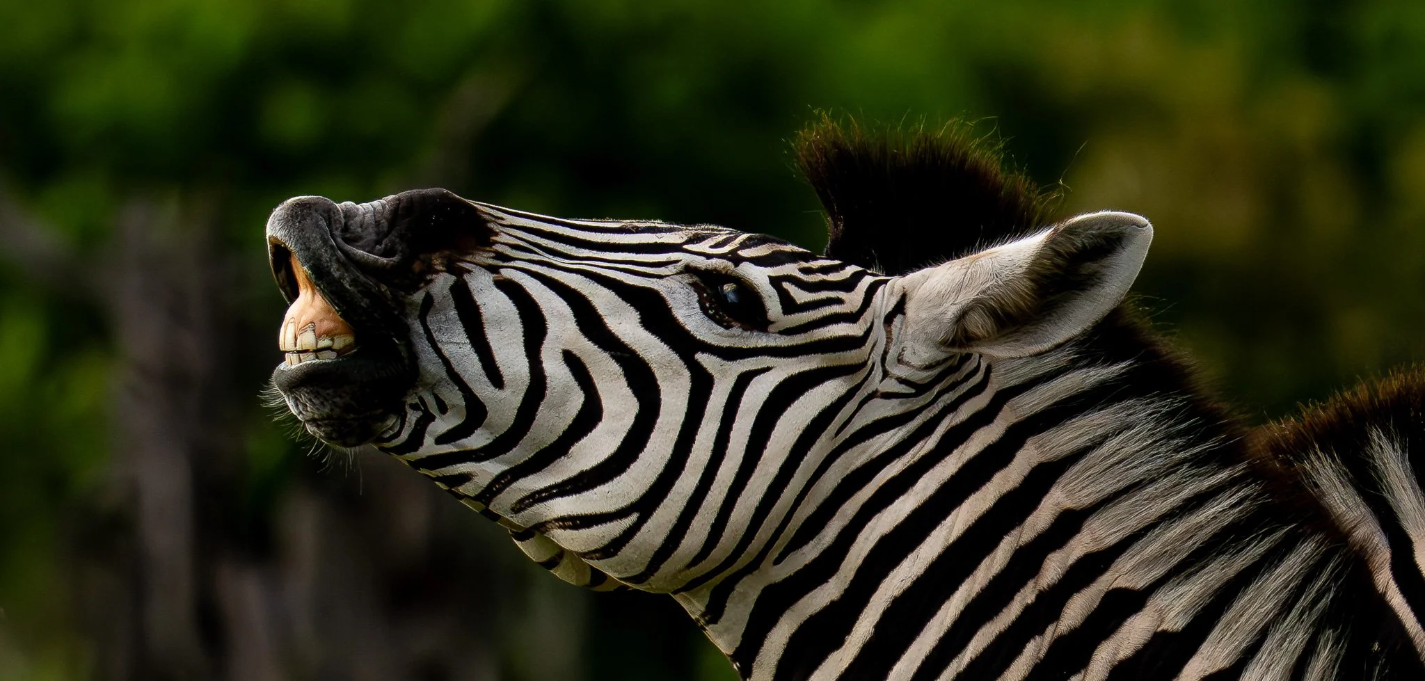 Botswana Zebra