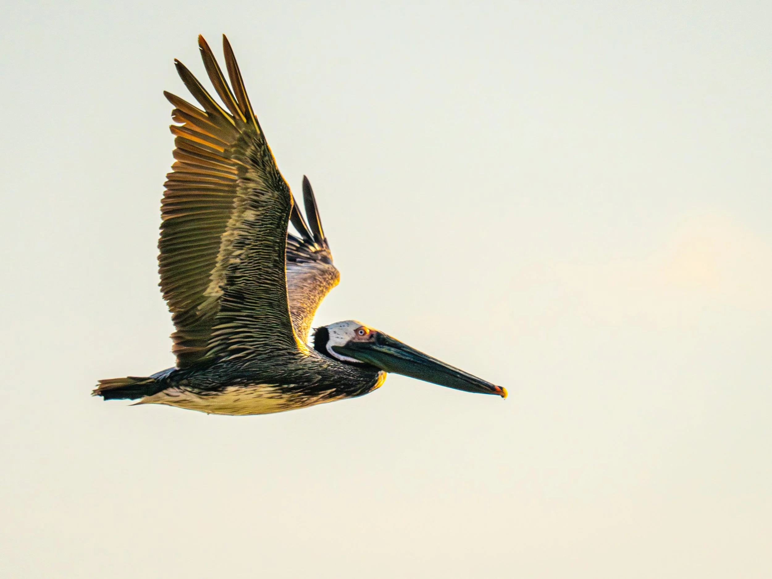 Sunset Pelican