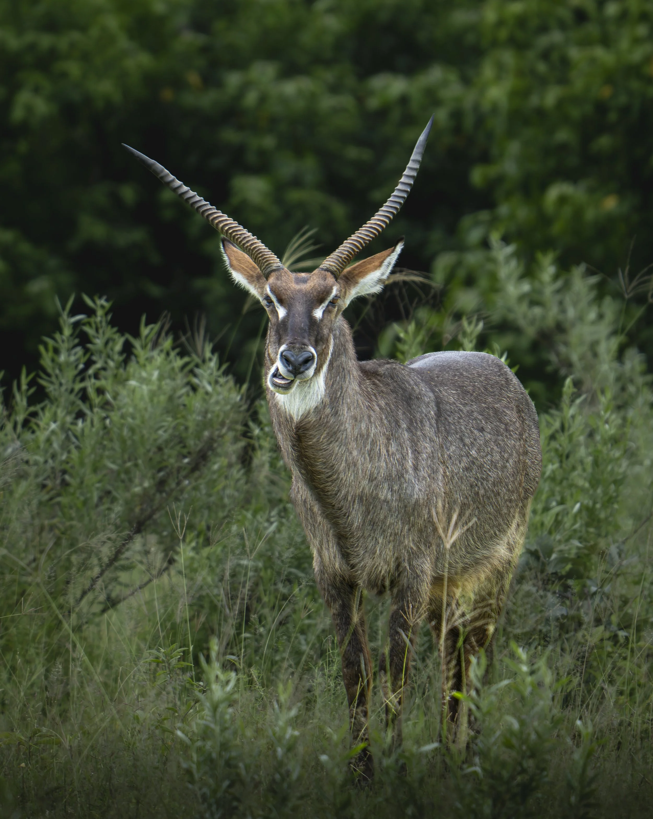 Male Waterbuck  (Kobus ellipsiprymnus) Okavango Delta