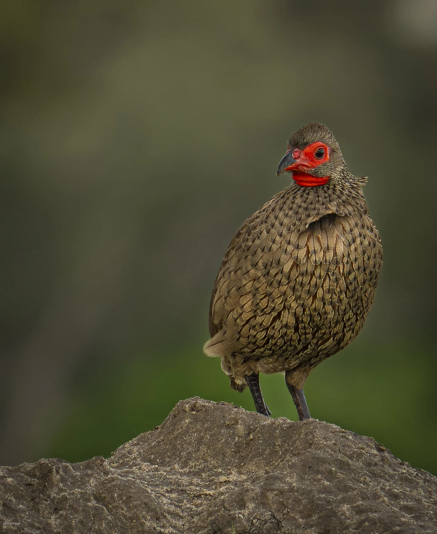 Swainson's Spur Fowl Botswana