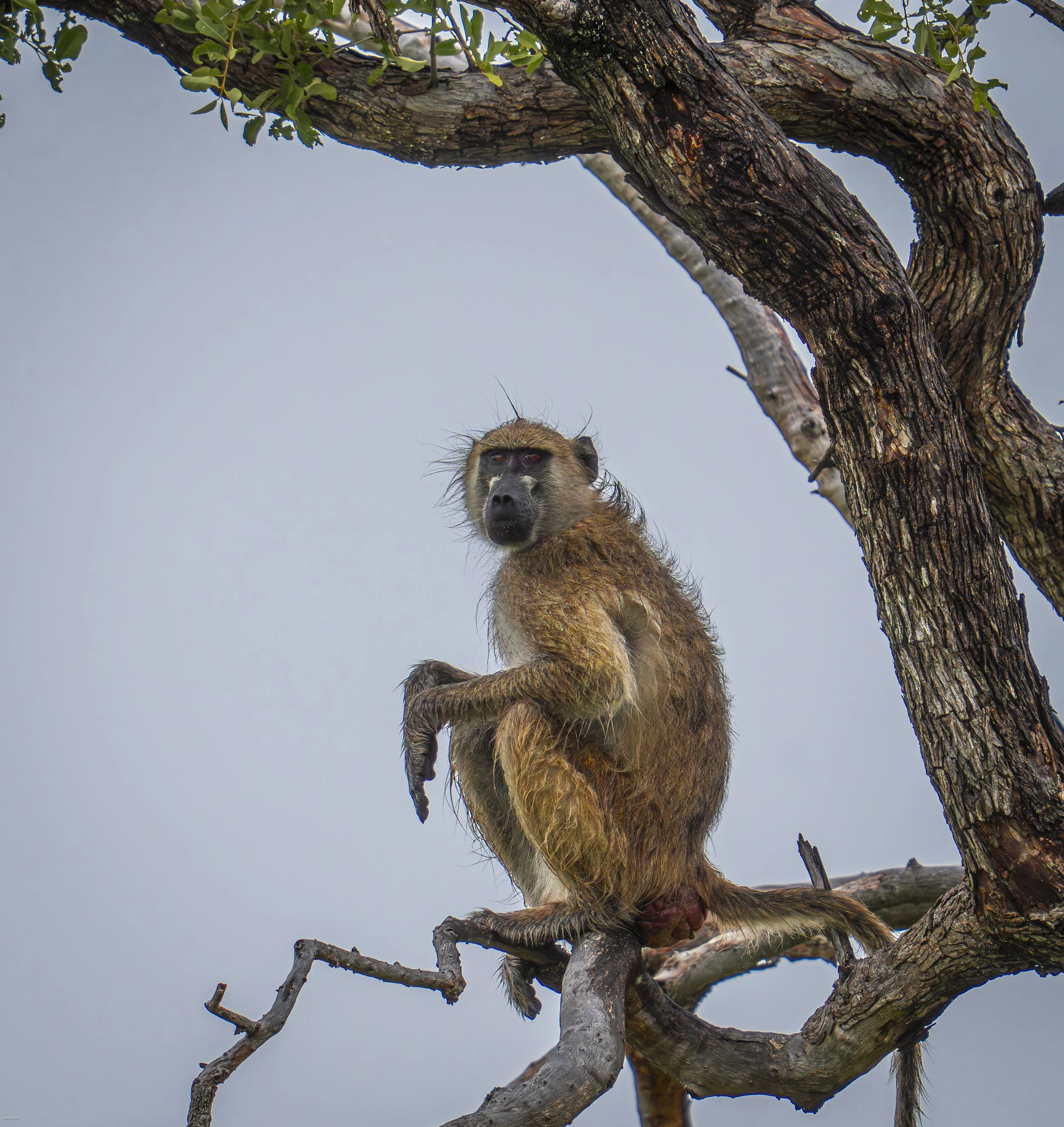 Botswana Baboon (Papio kindae)Botswana