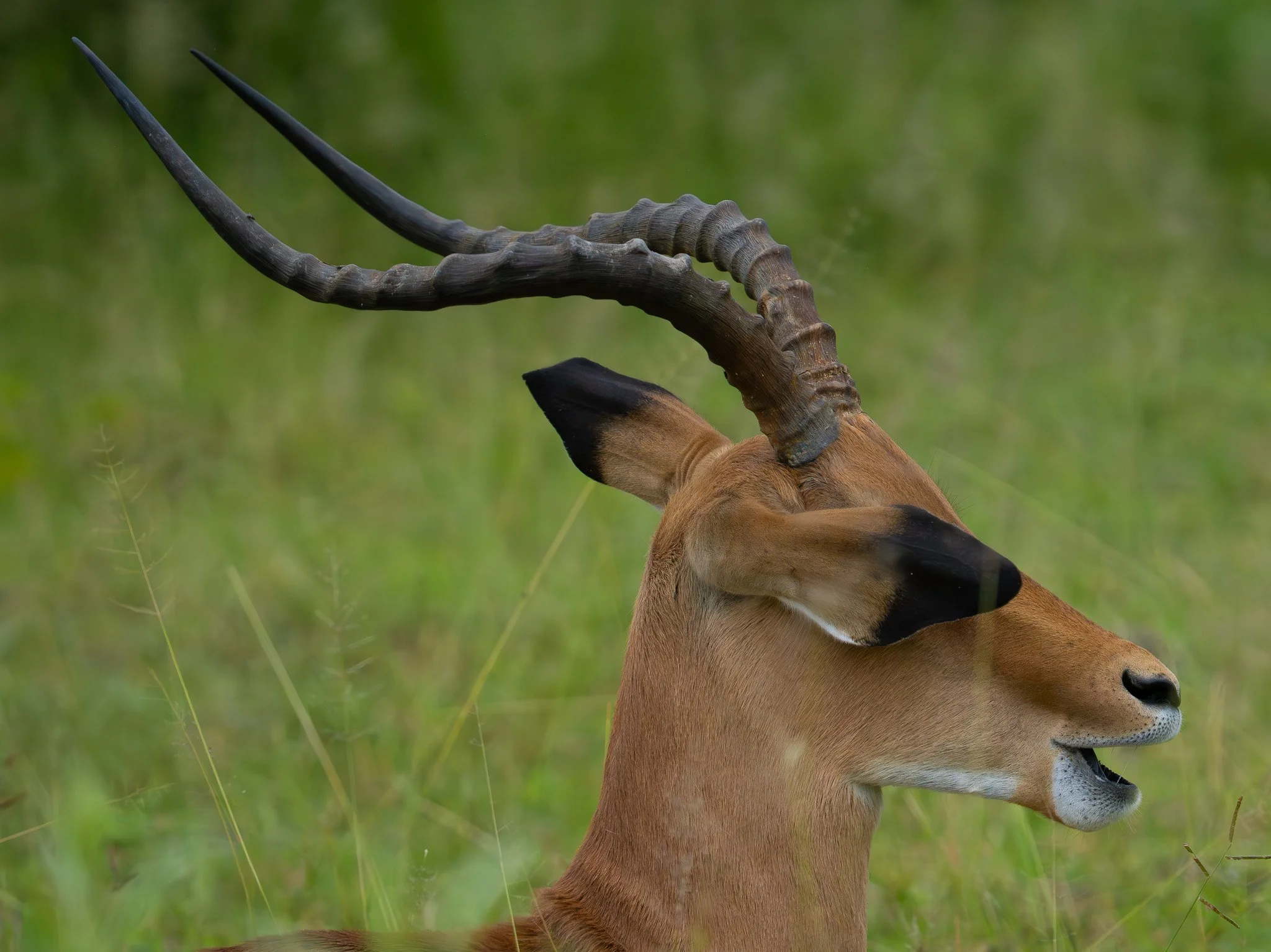 Impala, Botswana