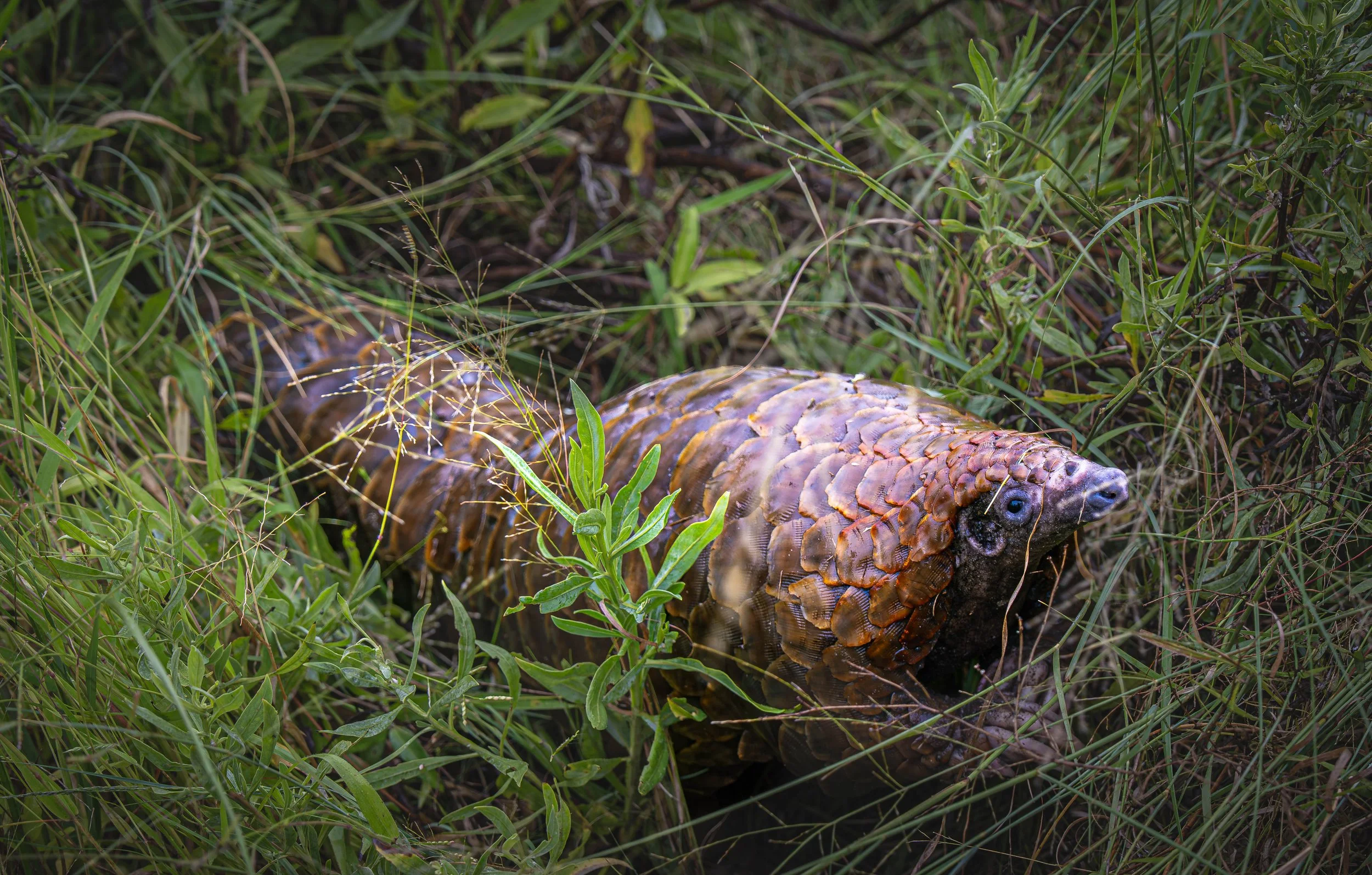 Pangolin (Smutsia gigantea), Botswana