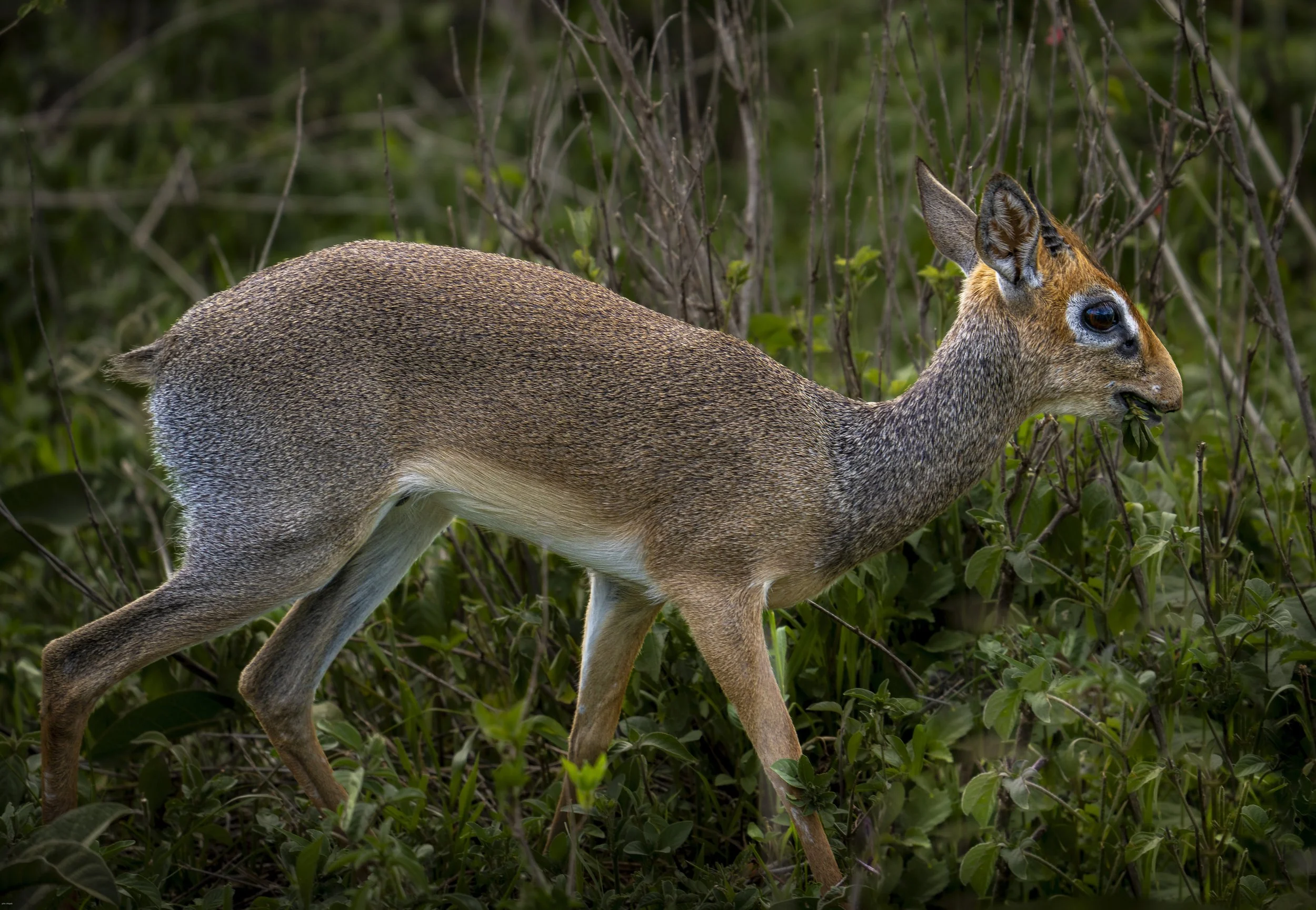 Dik Dik (Antilope saltiana) Tanzania