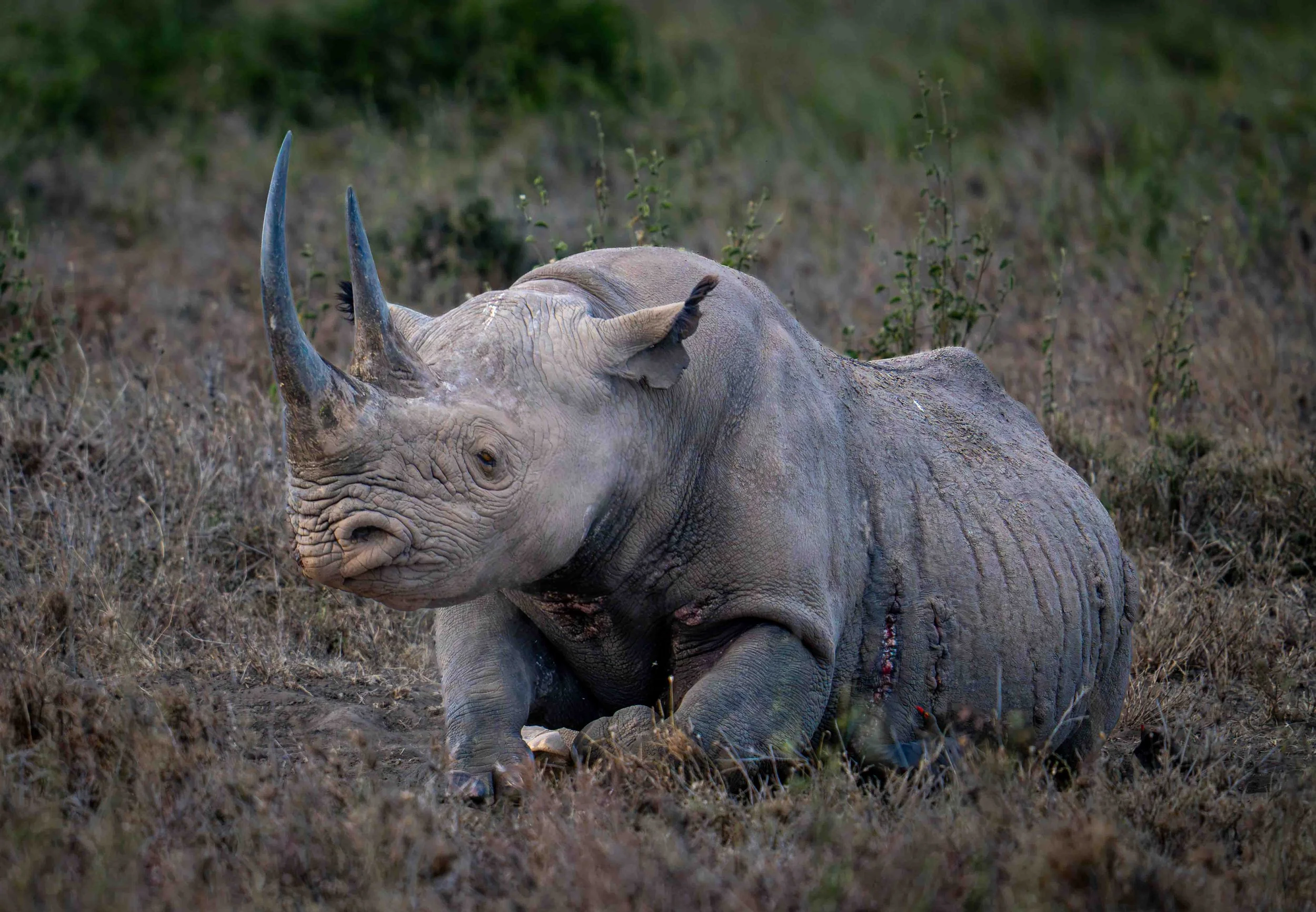 Injured Black Rhino