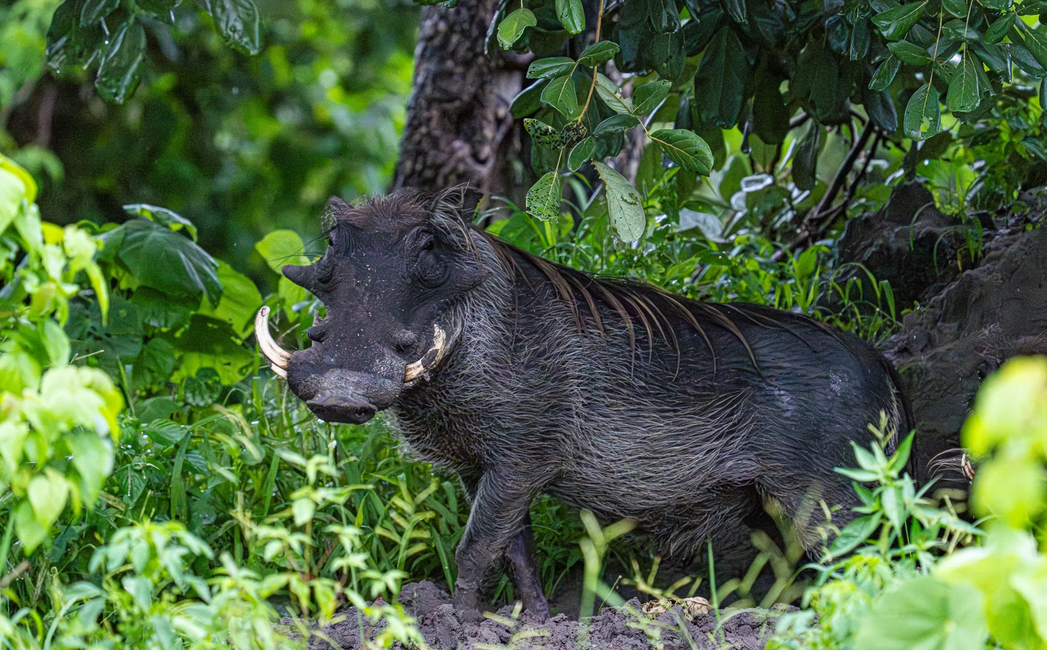 Adult warthog, Botswana