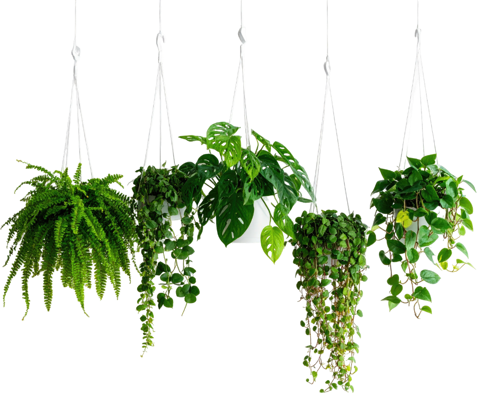 A variety of hanging indoor houseplants against a white background, including fern, pothos, monstera, and philodendron.