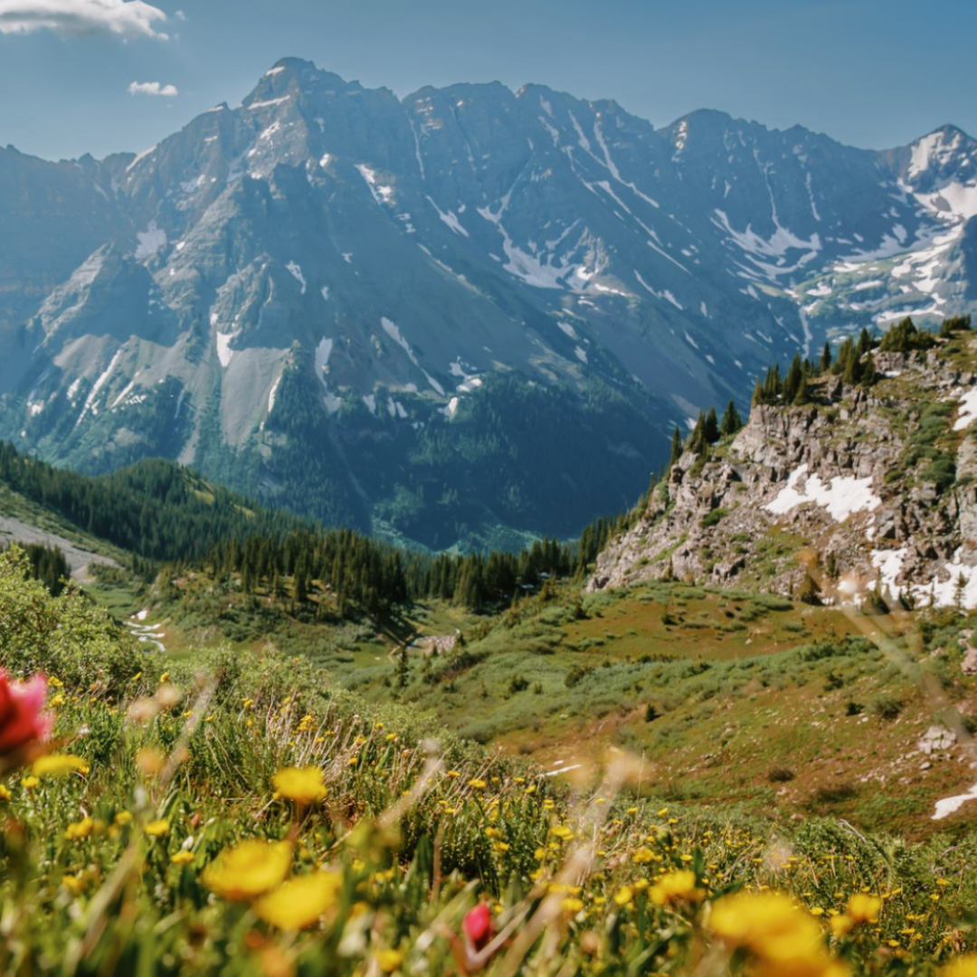 Mountain view with flowers in the foreground