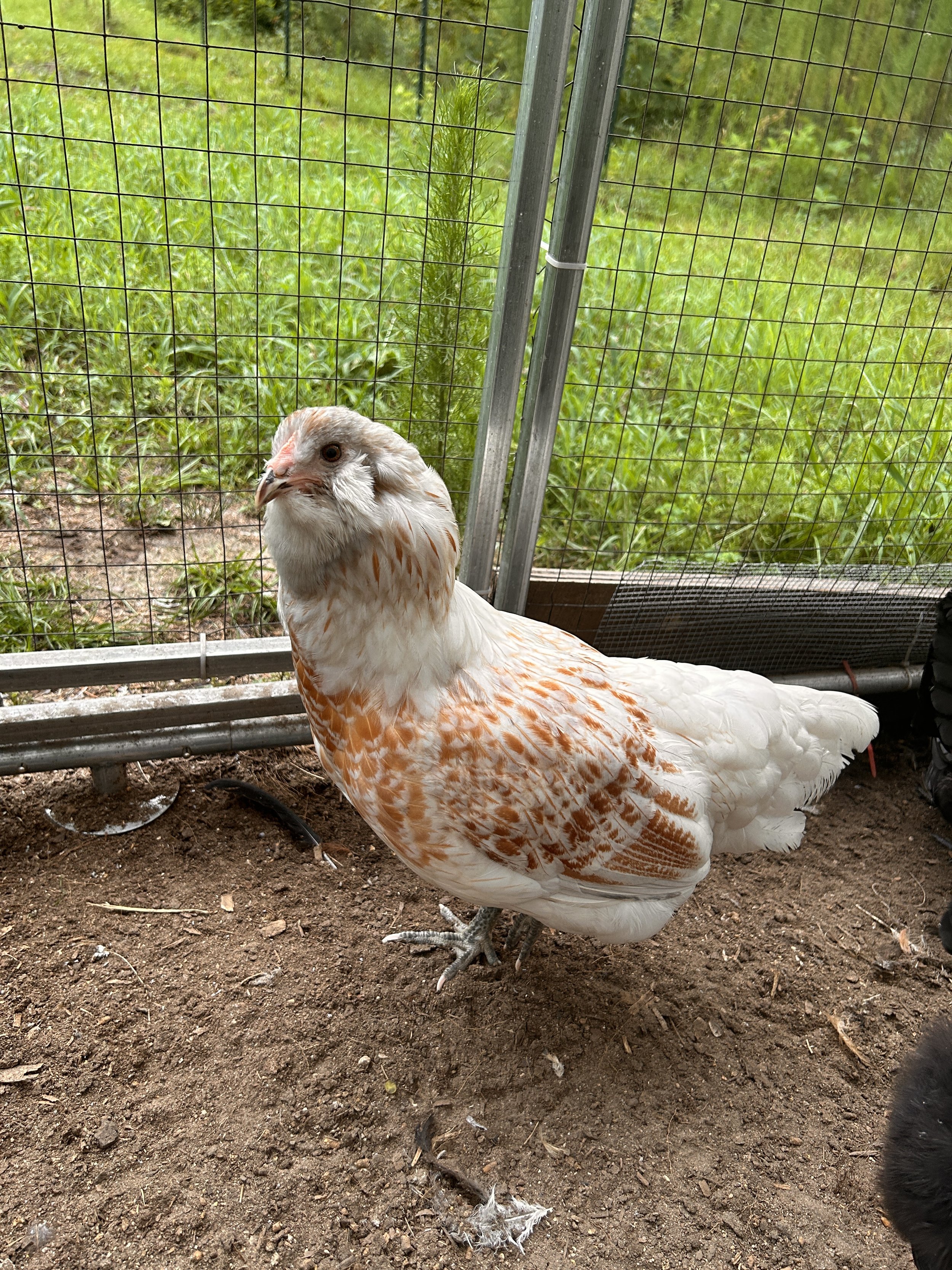 THE OPAL PROJECT - 1st Gen Olive Egger Hatching Eggs