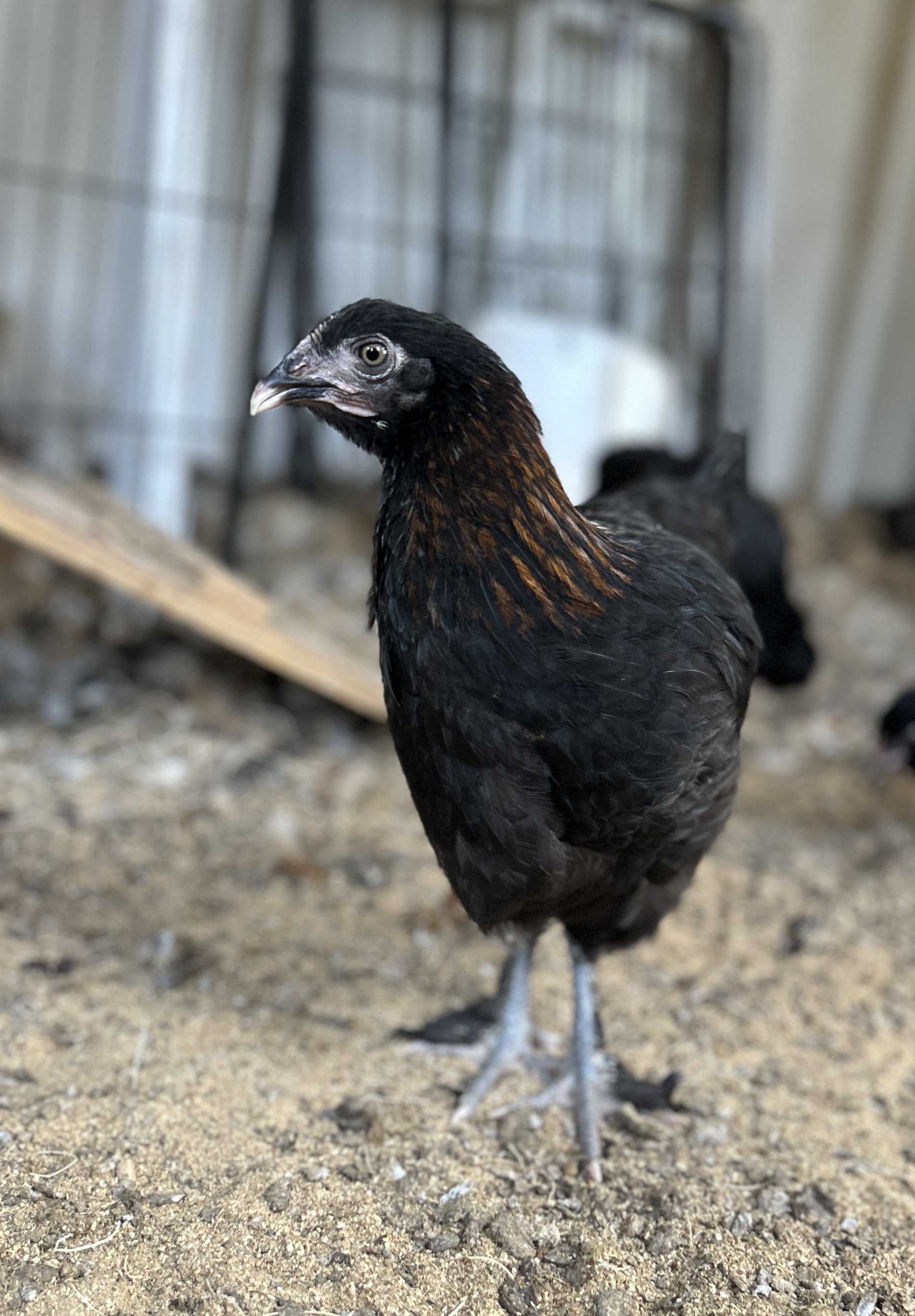 Black Copper Maran Hatching Eggs