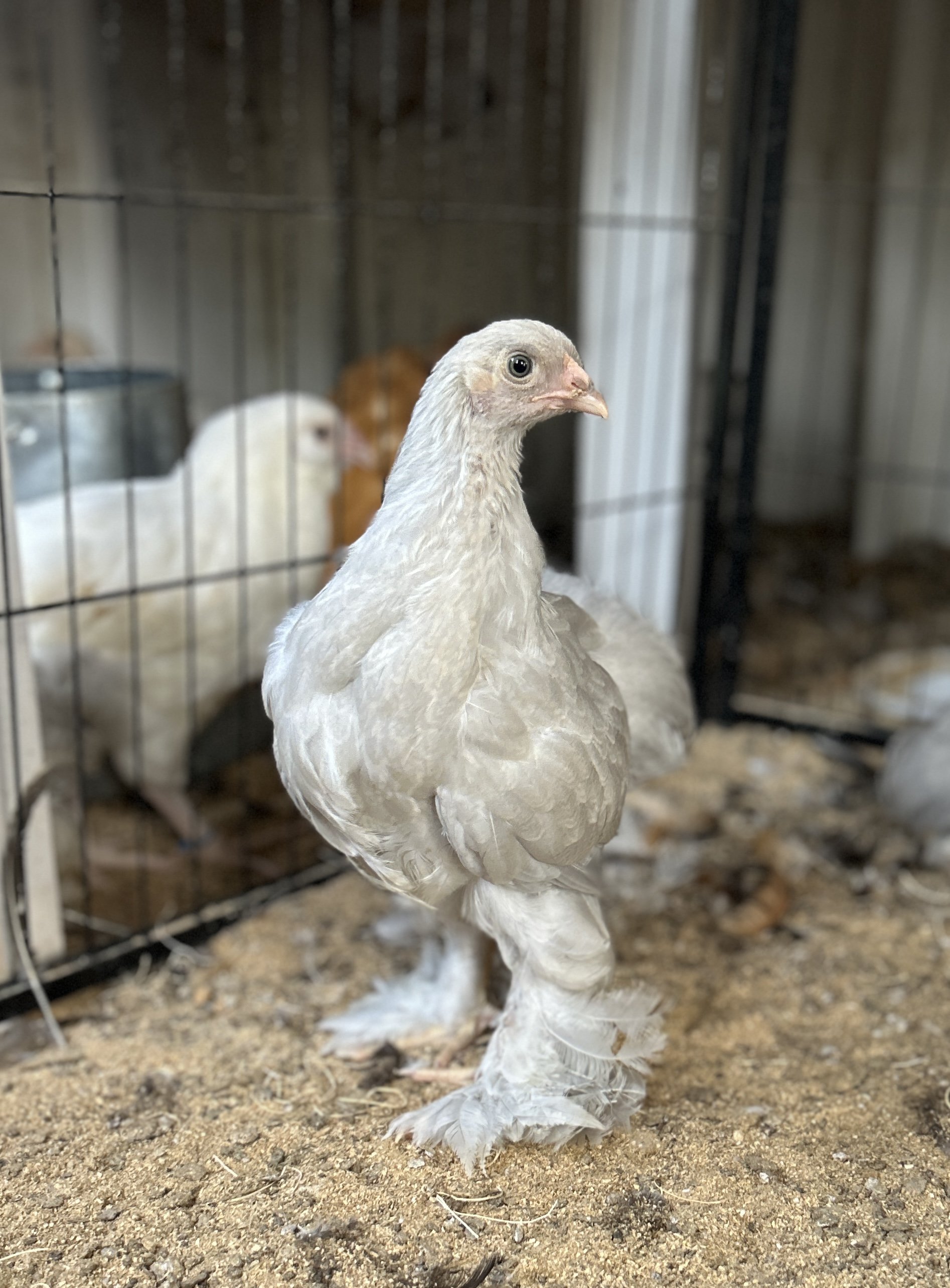 Isabel Brahma Hatching Eggs