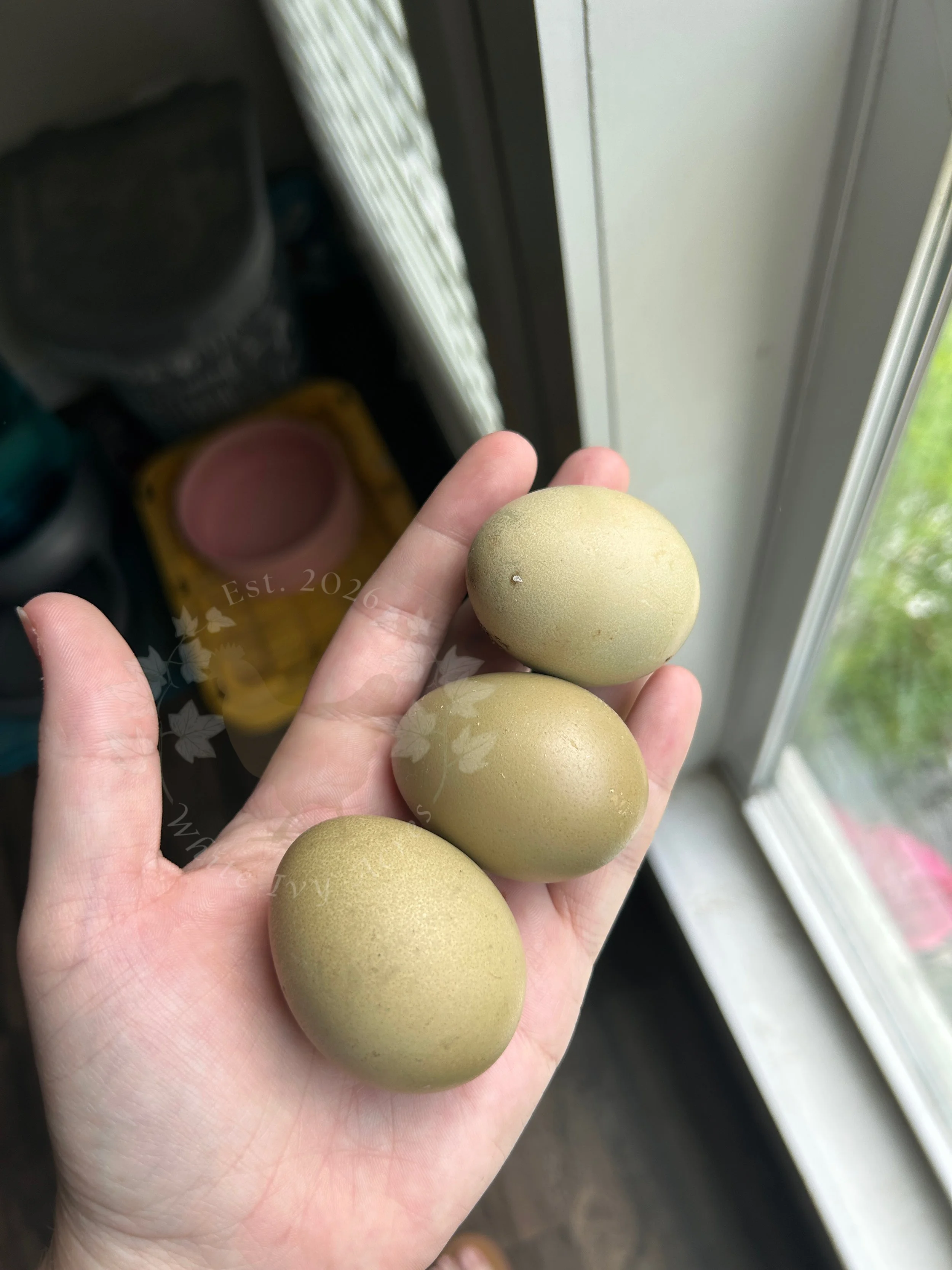 F1 Olive Egger Hatching Eggs