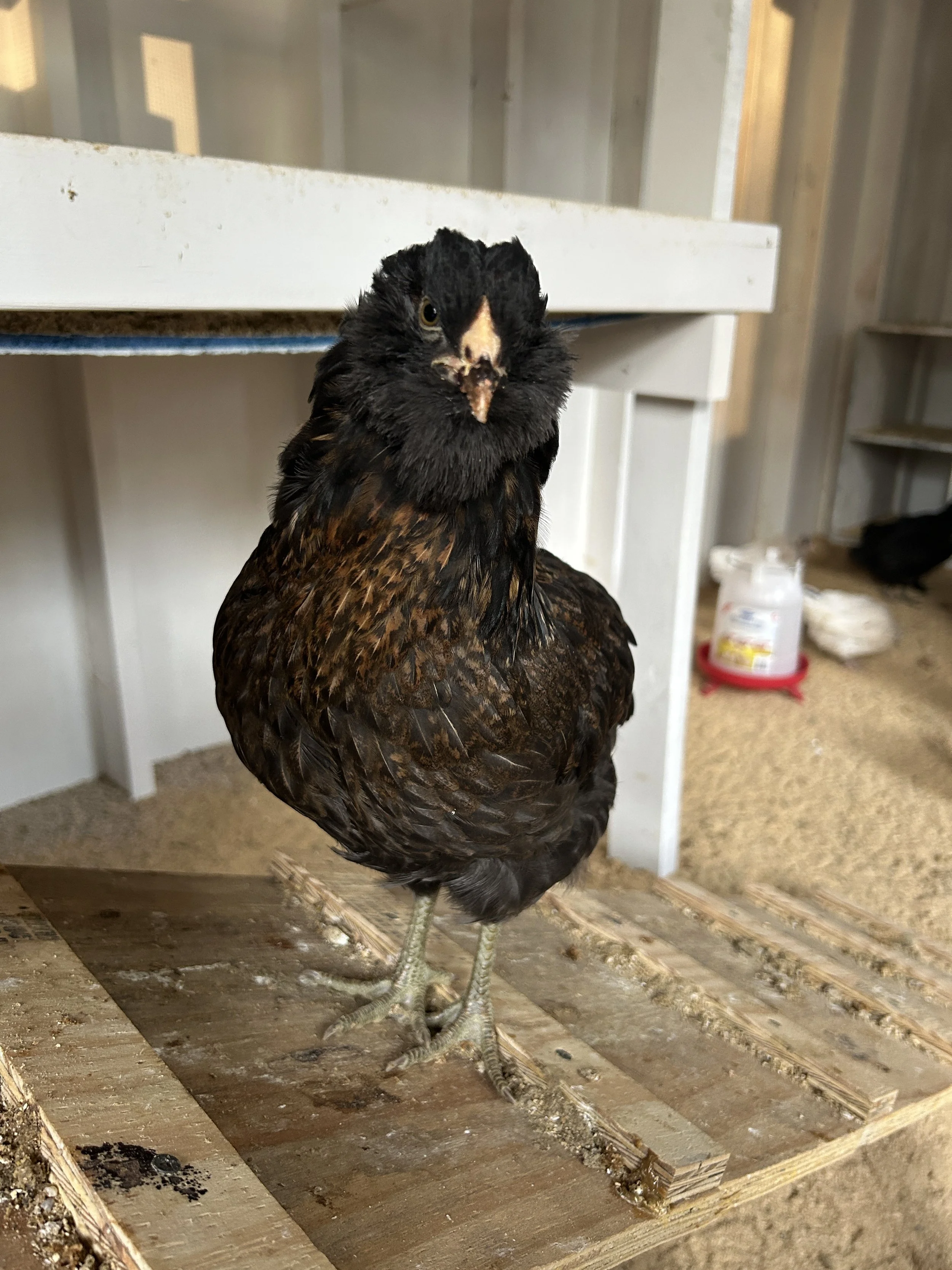 Our Flock