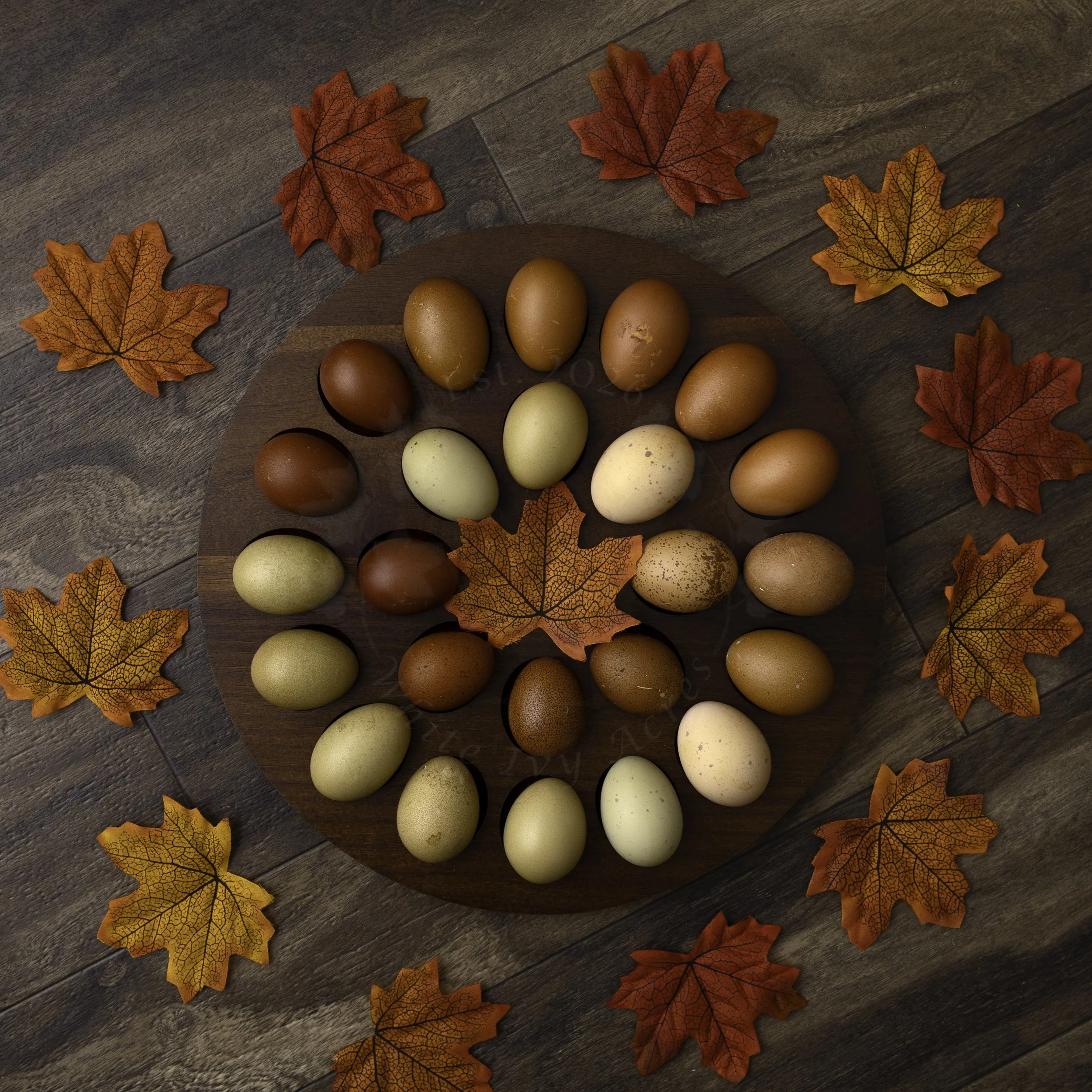 Hens Choice - Rainbow Hatching Eggs