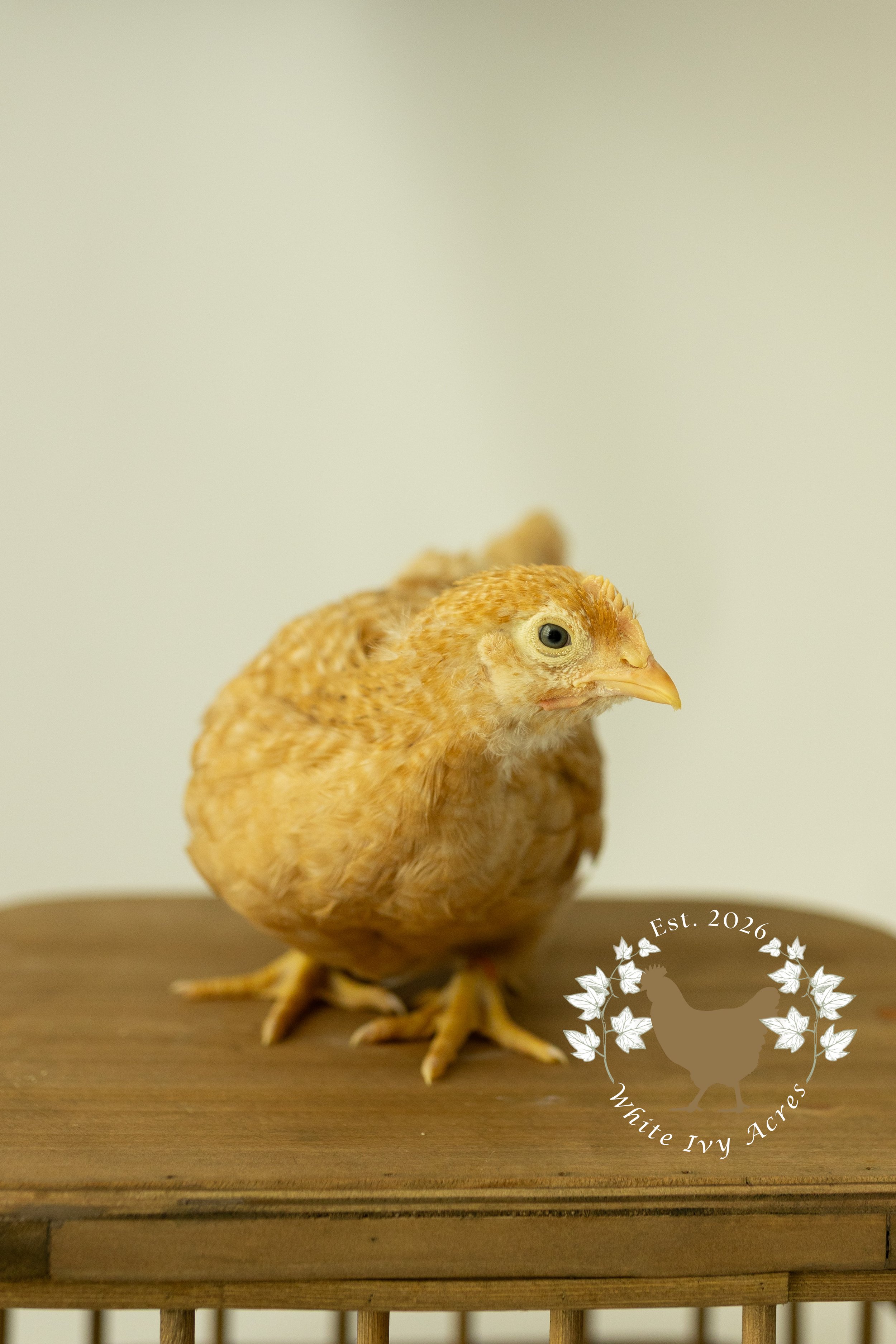 ChicksApril14-9.jpg (Copy)